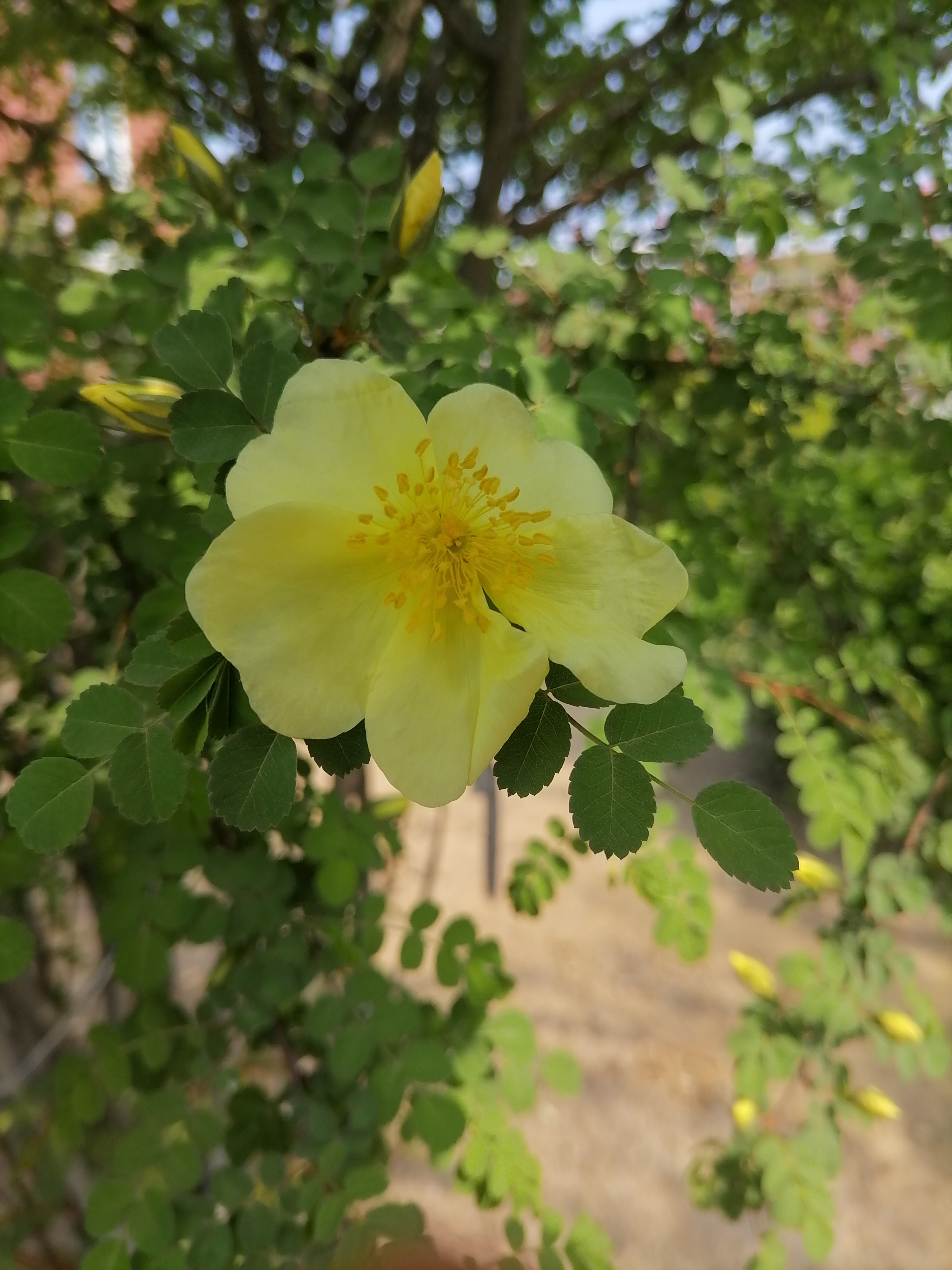 黄刺梅花期图片