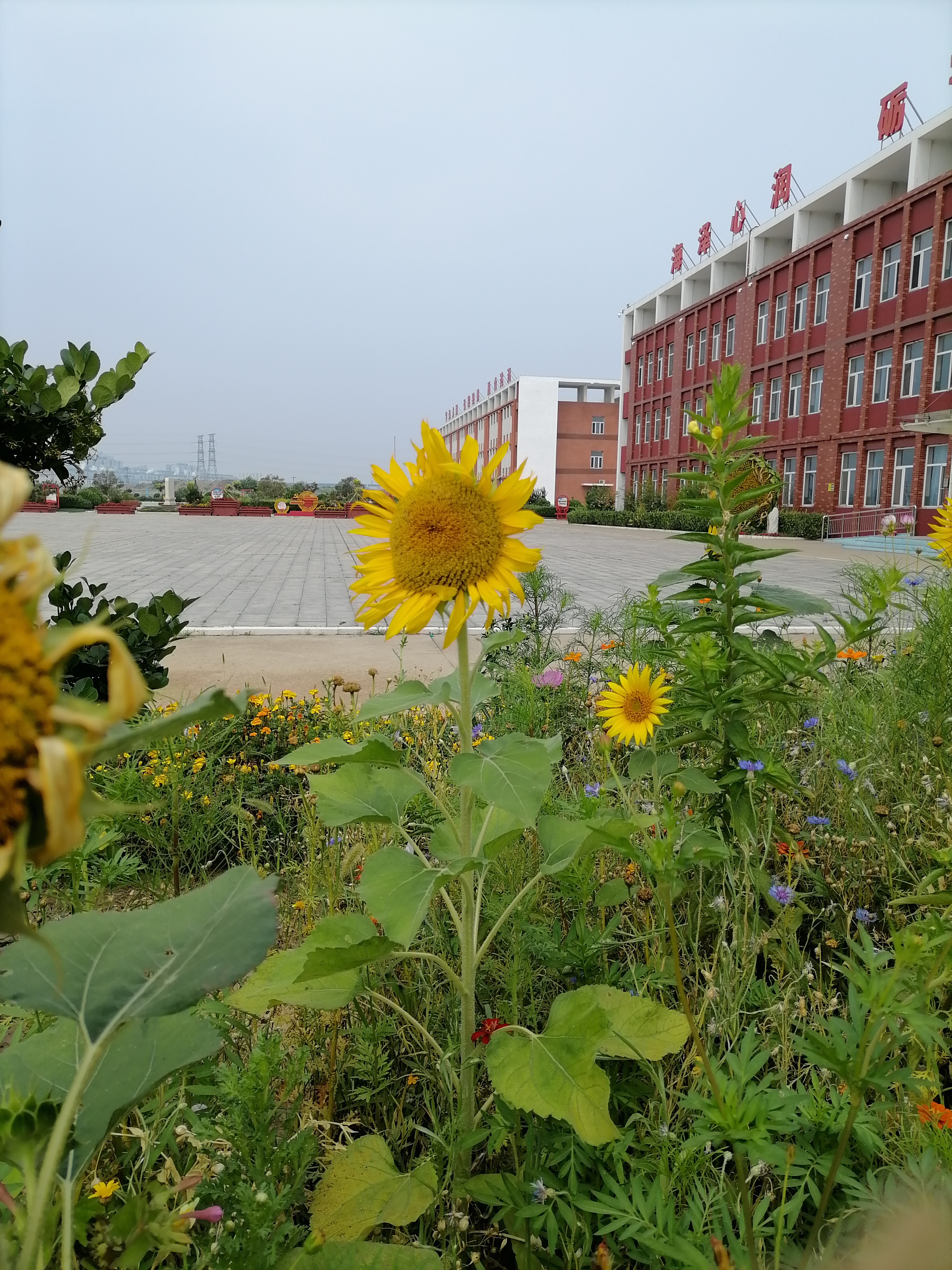 总归是清秋了,风里也有了一丝凉意,早上骑车上班,穿