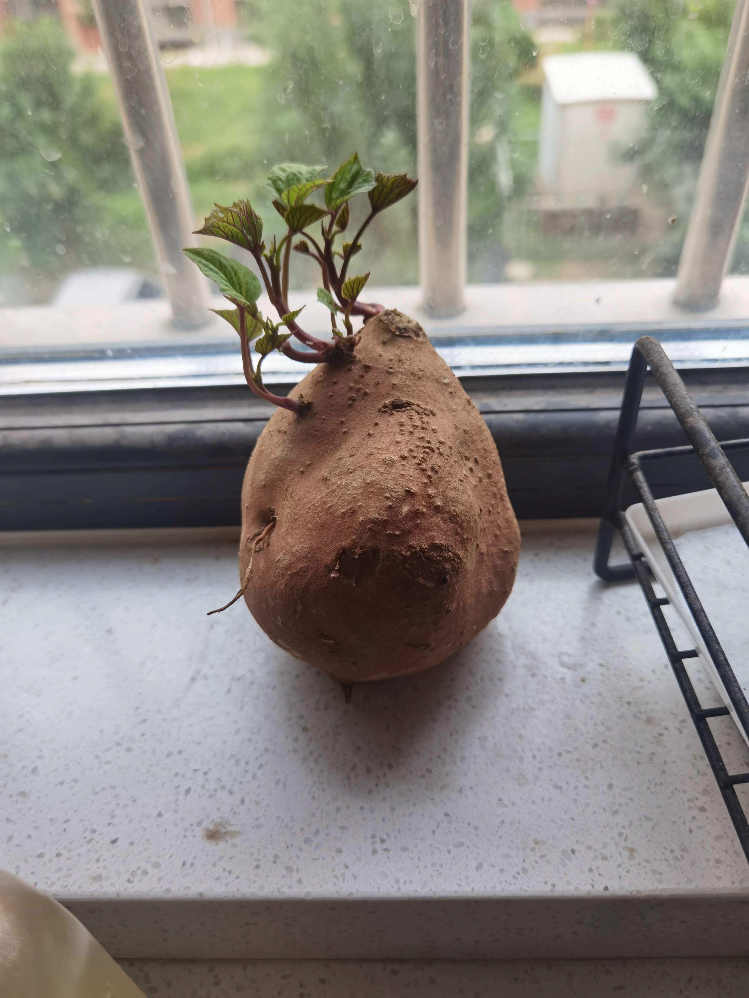 地瓜发芽了,每天一张图