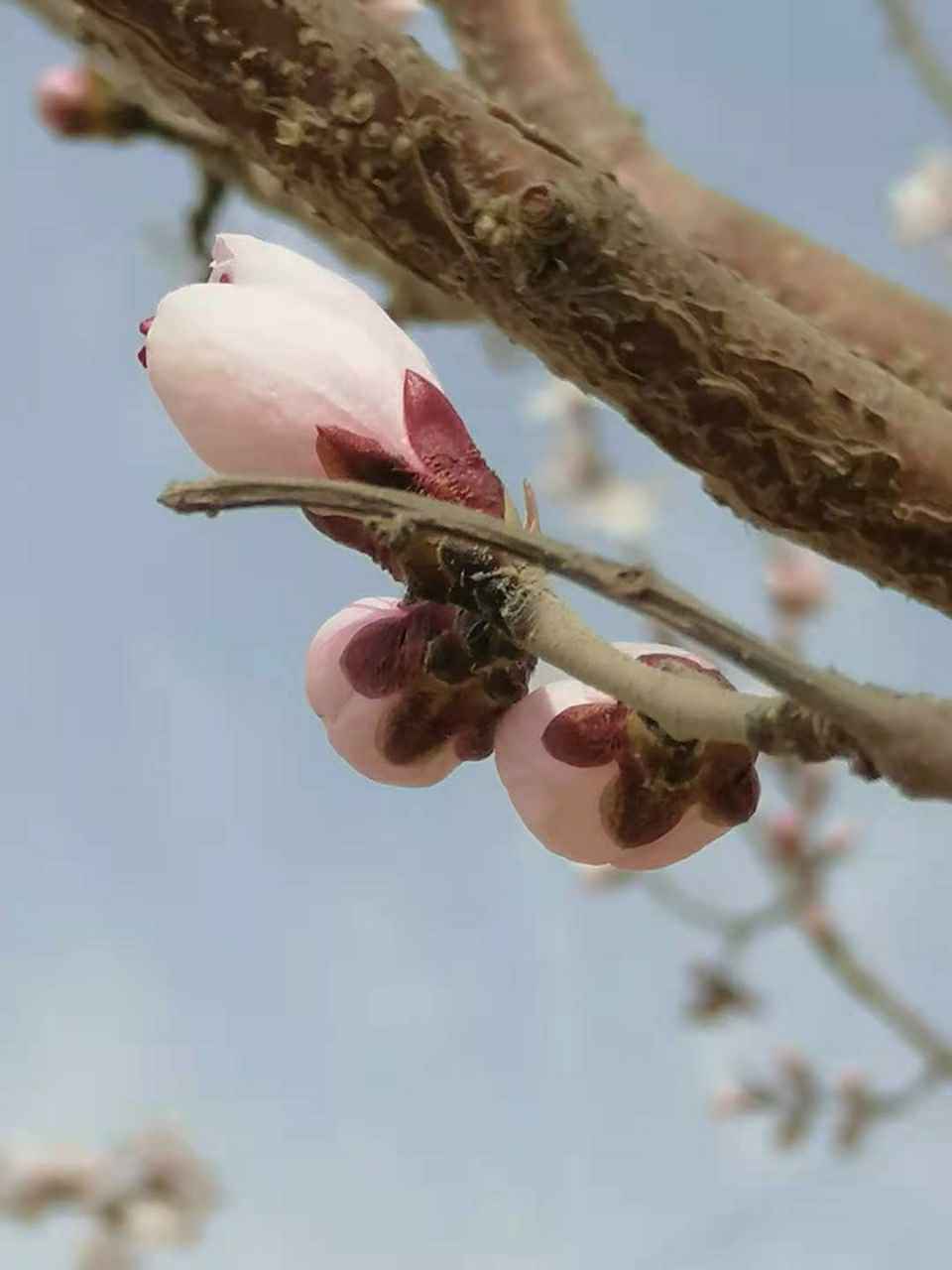 烟雨江南已"桃花烂漫杏花稀",边疆塞外,春却迟迟才来.