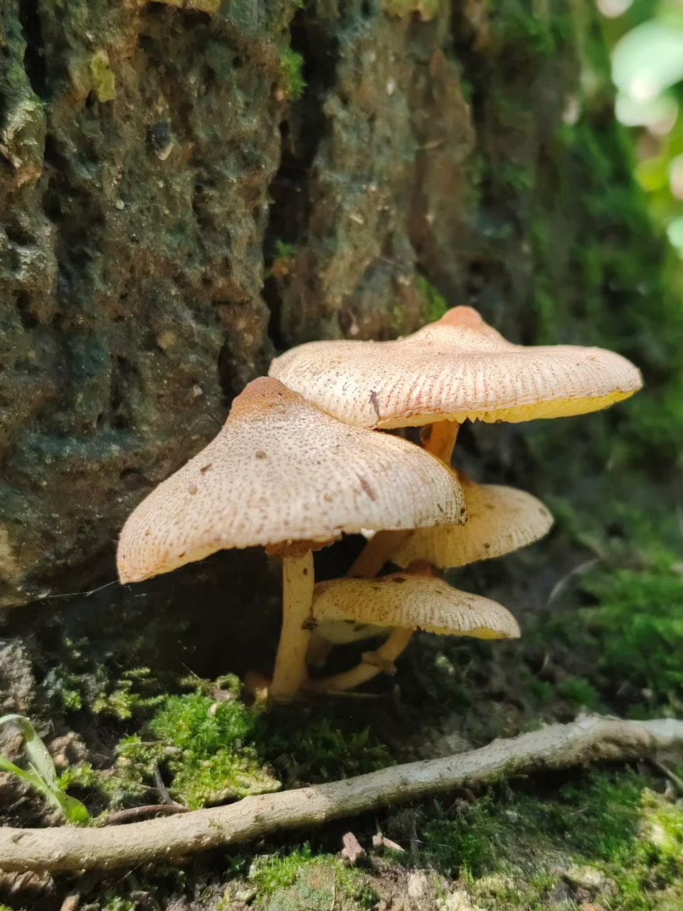 草地上的蘑菇图片