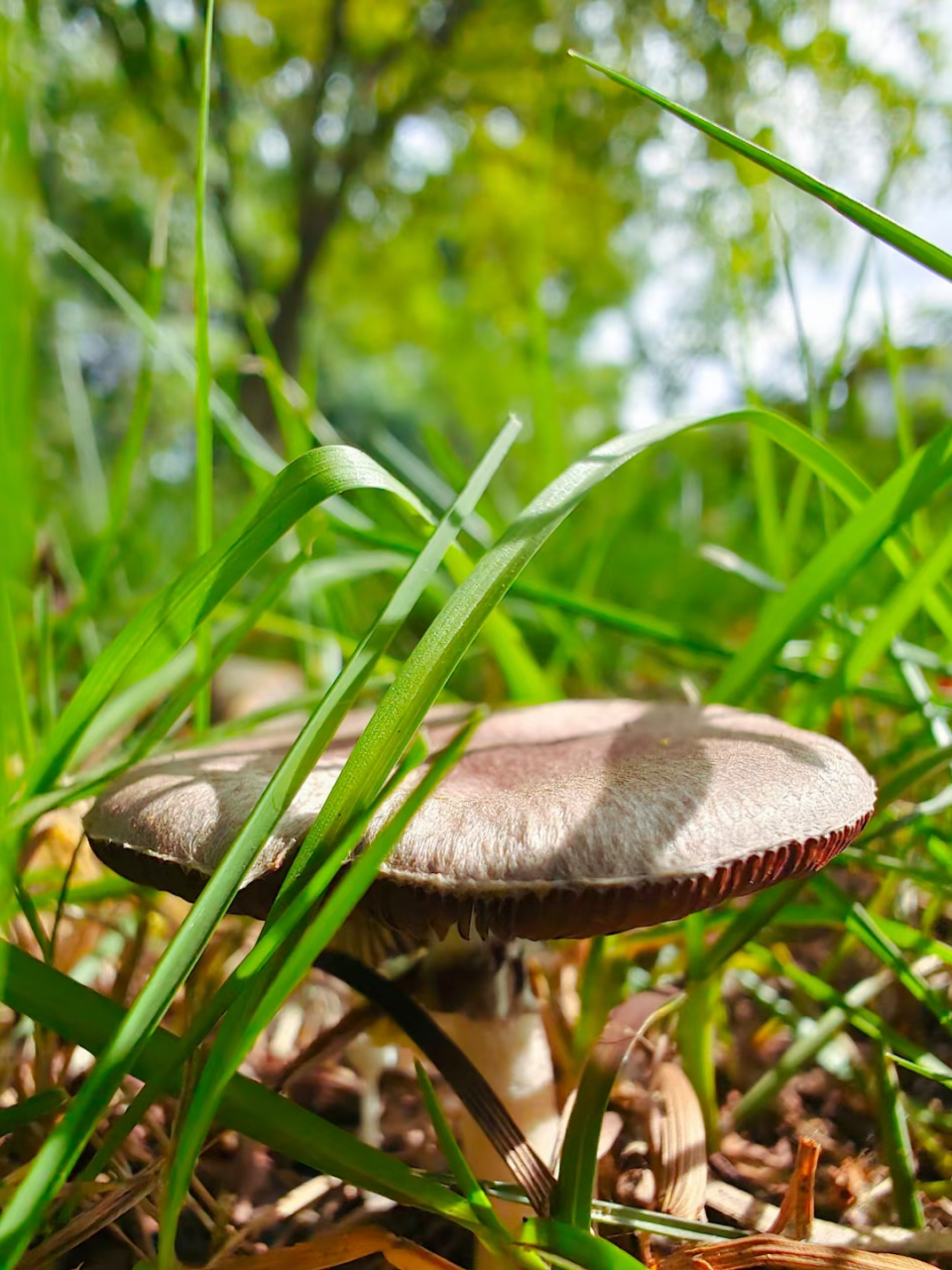 草地里的蘑菇