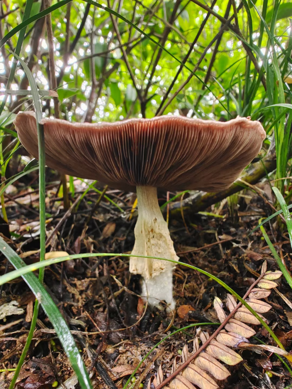 草地里的蘑菇