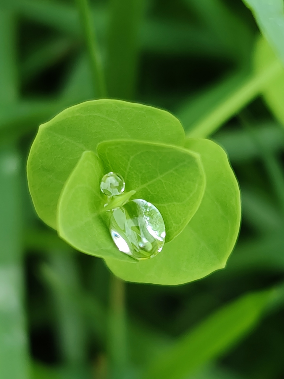 雨后植物露珠图片