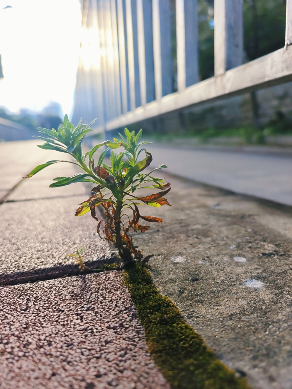 看着石缝里的小草,就没有理由不好好活