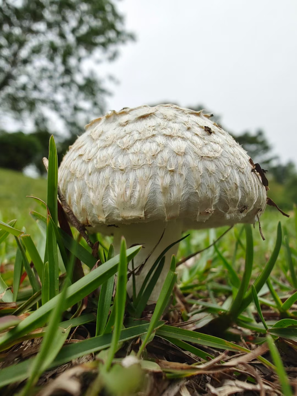 草地上的蘑菇图片