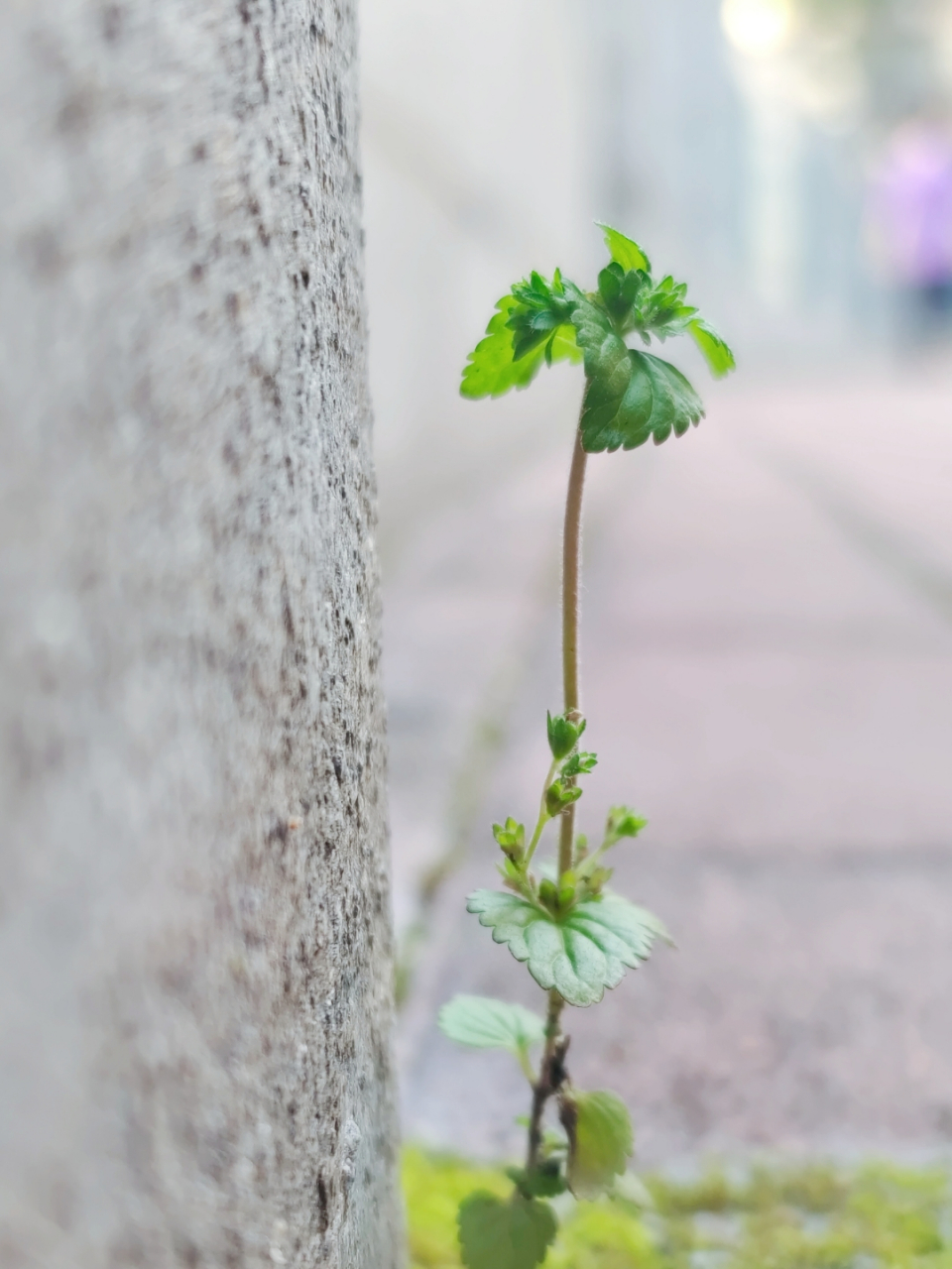 石缝里的生命,坚韧的美