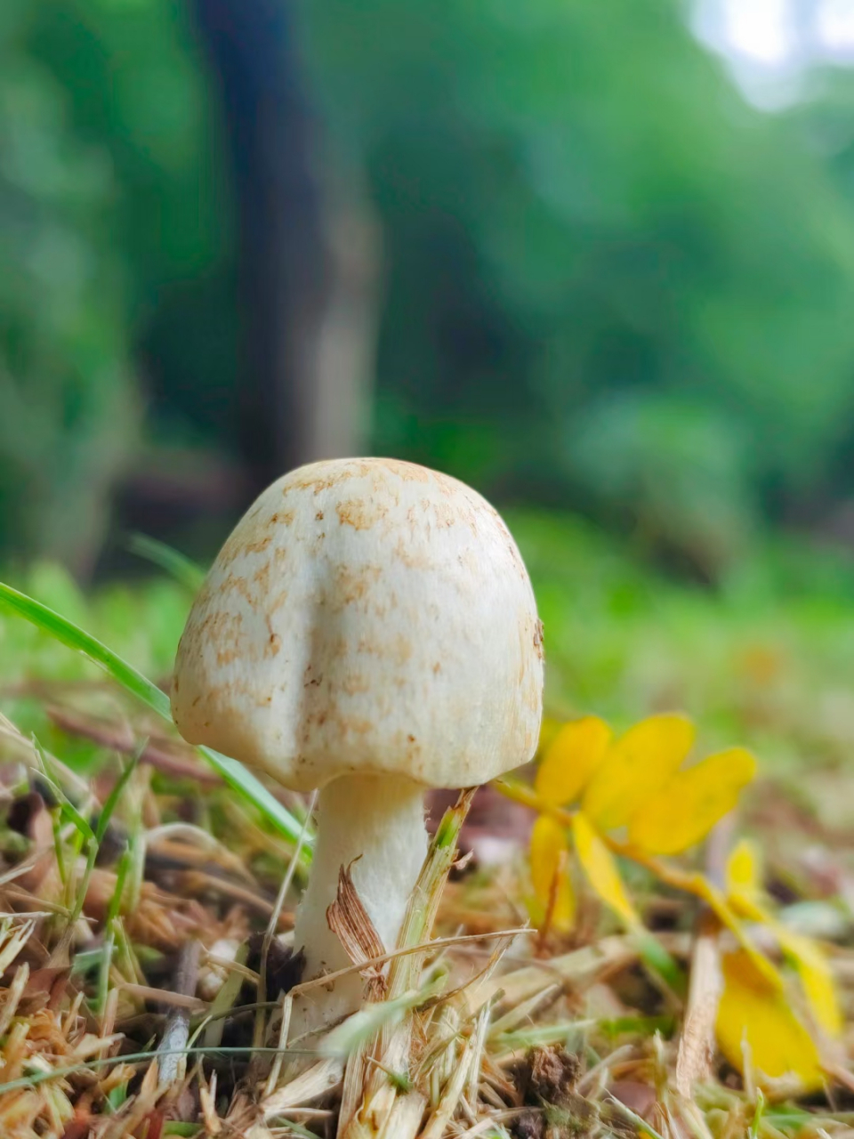 草原蘑菇图片大全图片