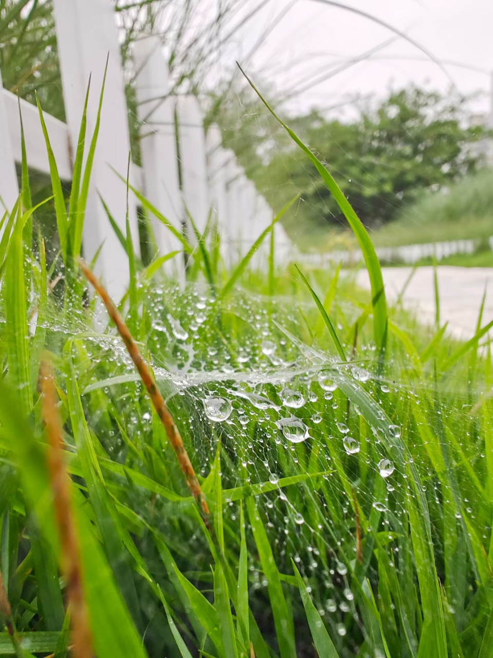 每逢下雨的时候,总是拿把伞,拿上手机,走进河边的草地就出不来了,以后