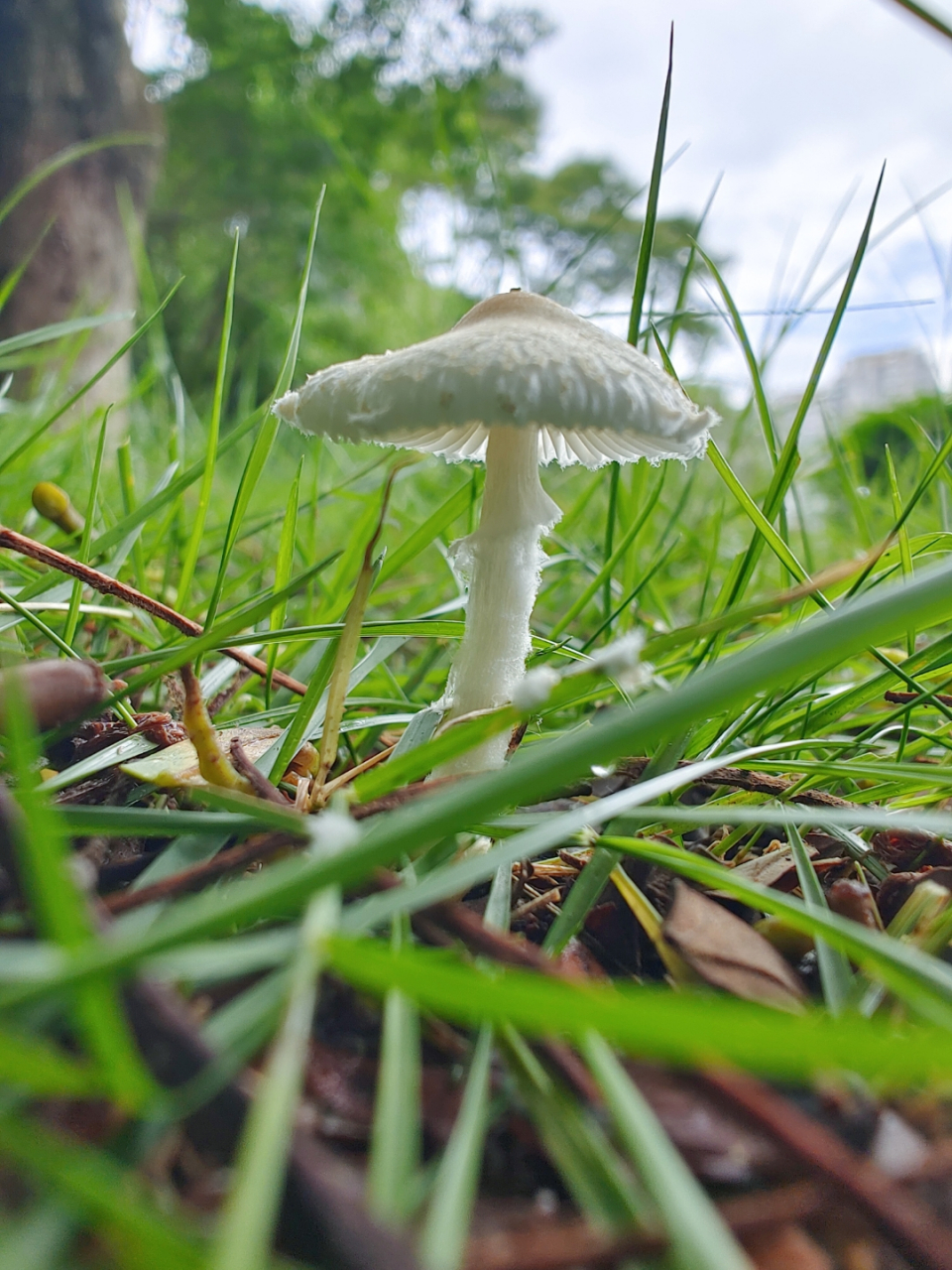 福建南方的高温,湿润的草地,肆意生长的蘑菇