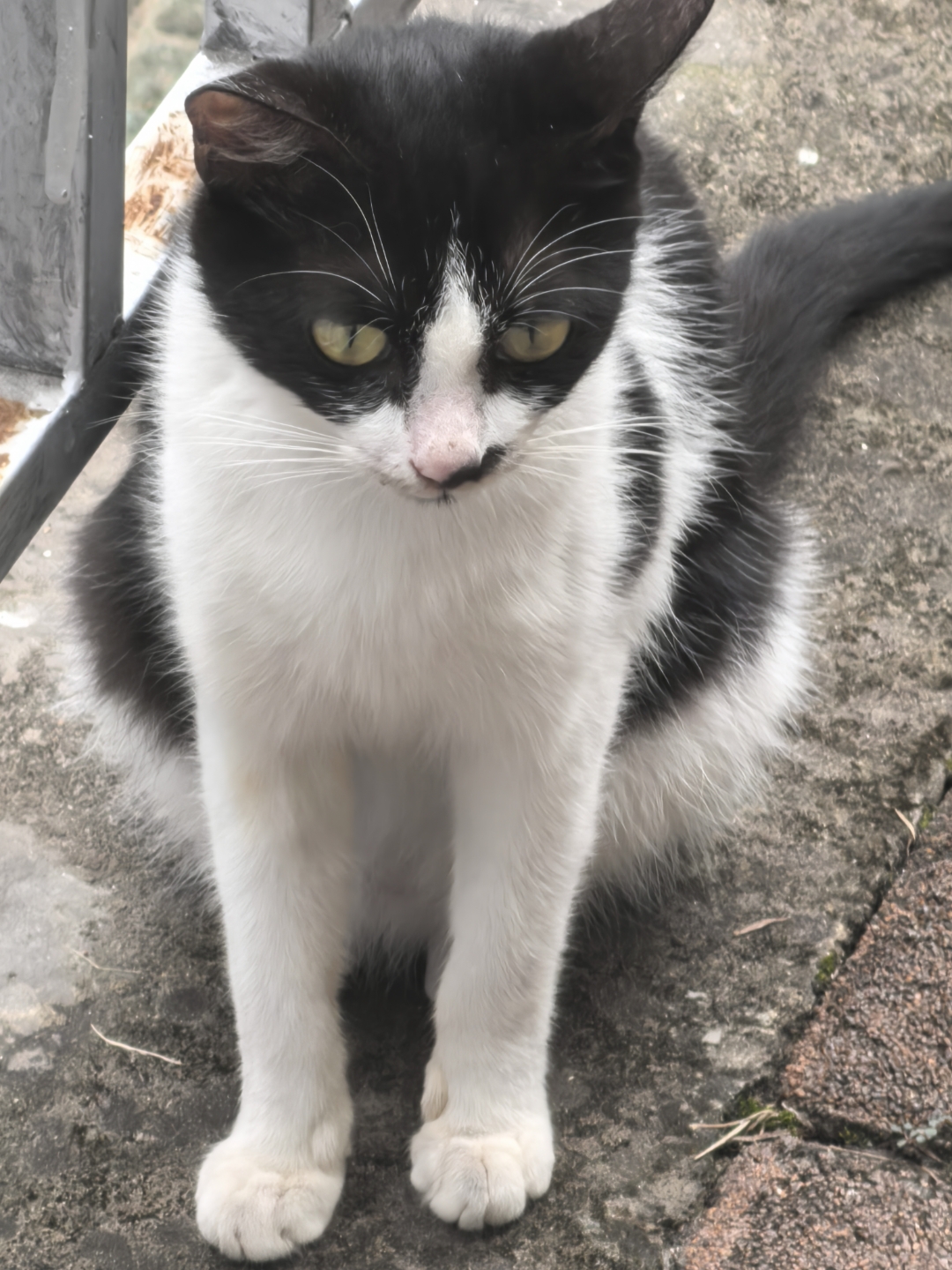 每天去散步总会碰到这只黑白相间的小花猫,他就躺在那不慌也不忙,我就