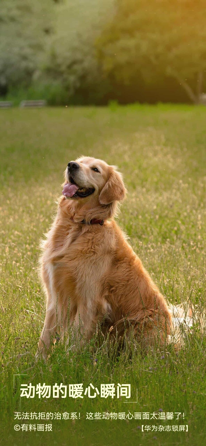 春光正好,金毛在草地享受新鲜空气,养生也养心.#春日养生