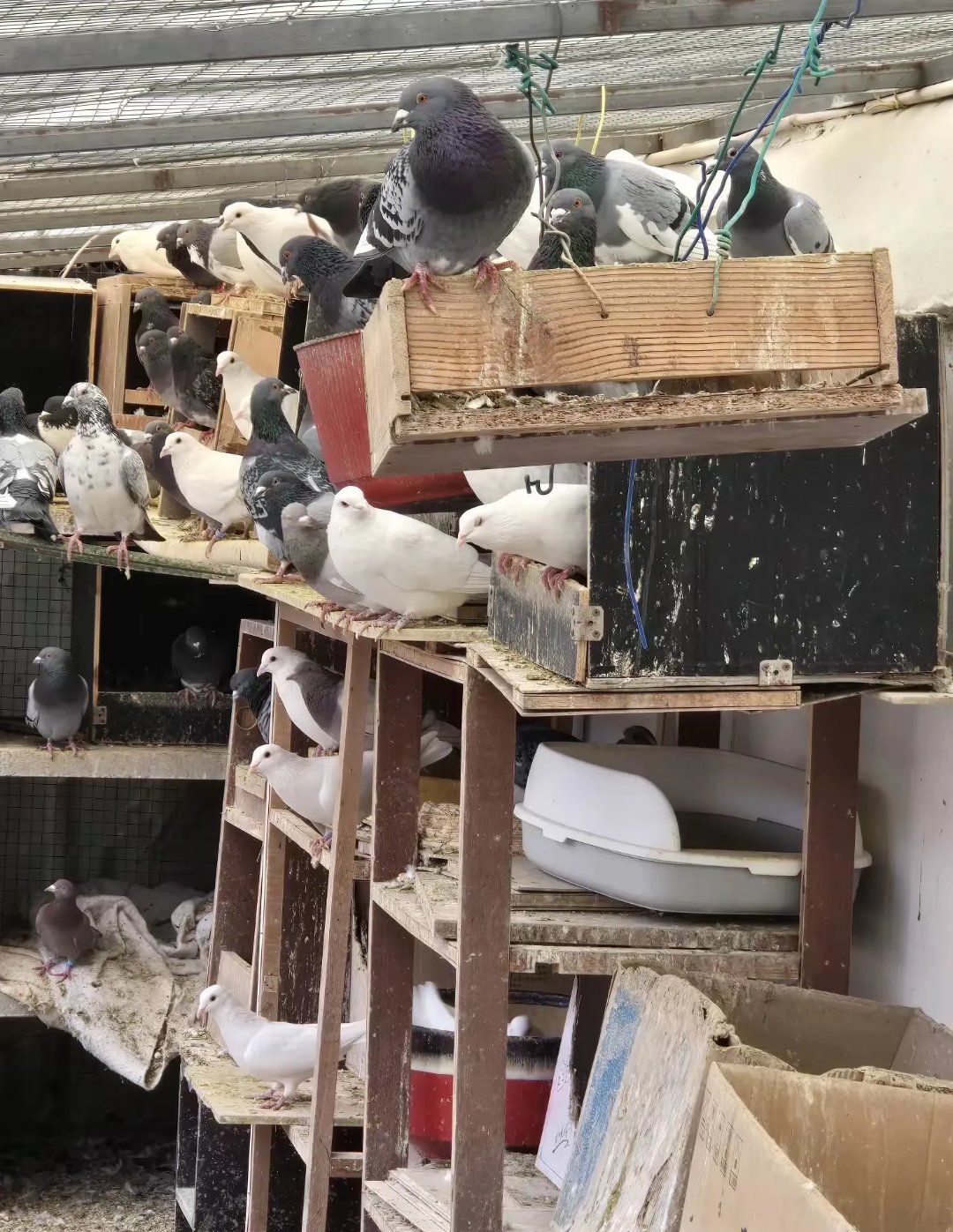 为了避免近亲繁殖,通常会把它们分开,但有些珍贵的鸽子为了保持