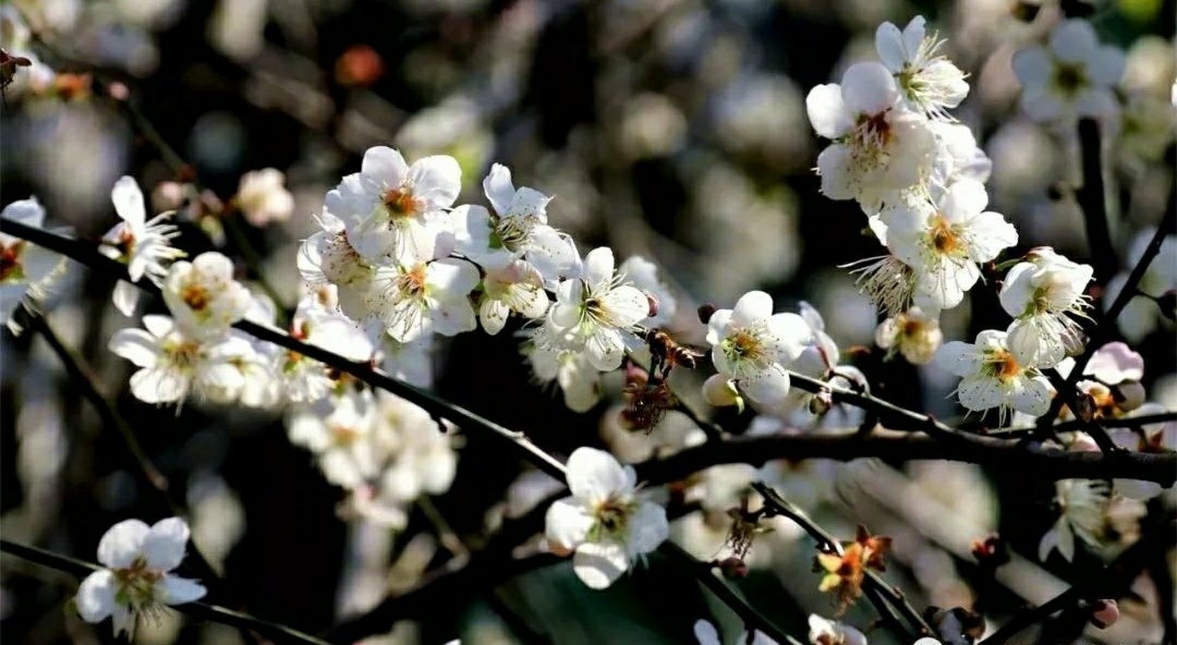 广州从化流溪梅花节来啦!