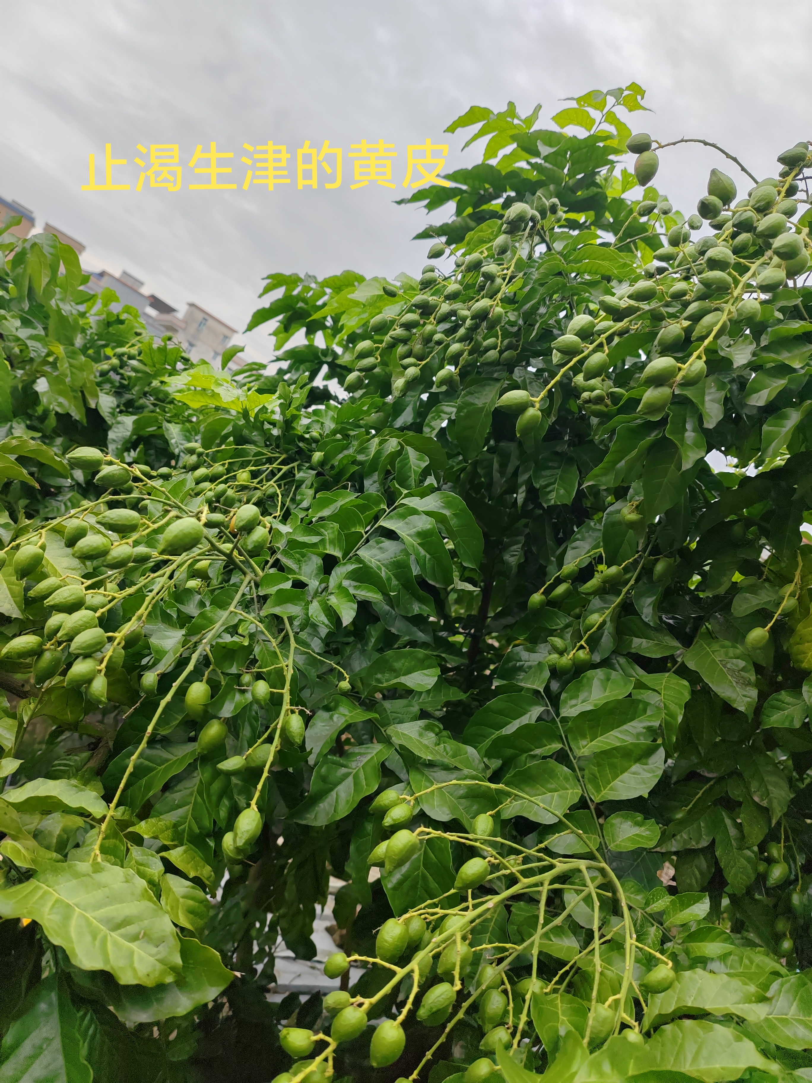 树枝上长满了绿色的果子,很快六月就能开始吃了.