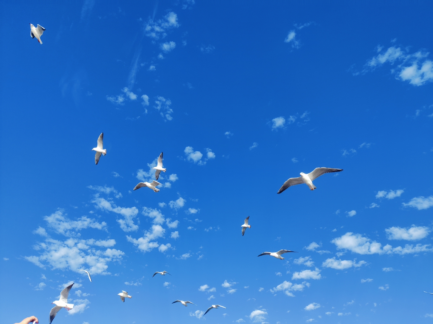 在一片蓝天白云下,一群海鸥展翅飞翔,羽毛闪烁着温暖的光芒