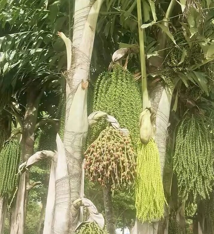 看到个像拖把的宝贝,不知其名,结了果实,却不知能否食用.