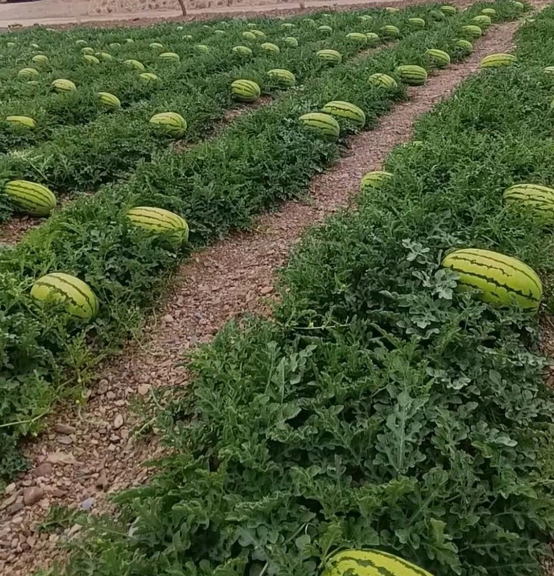 今年的西瓜特别甜,长势也特别好,因他们是石头地的瓜,土壤和其他地方