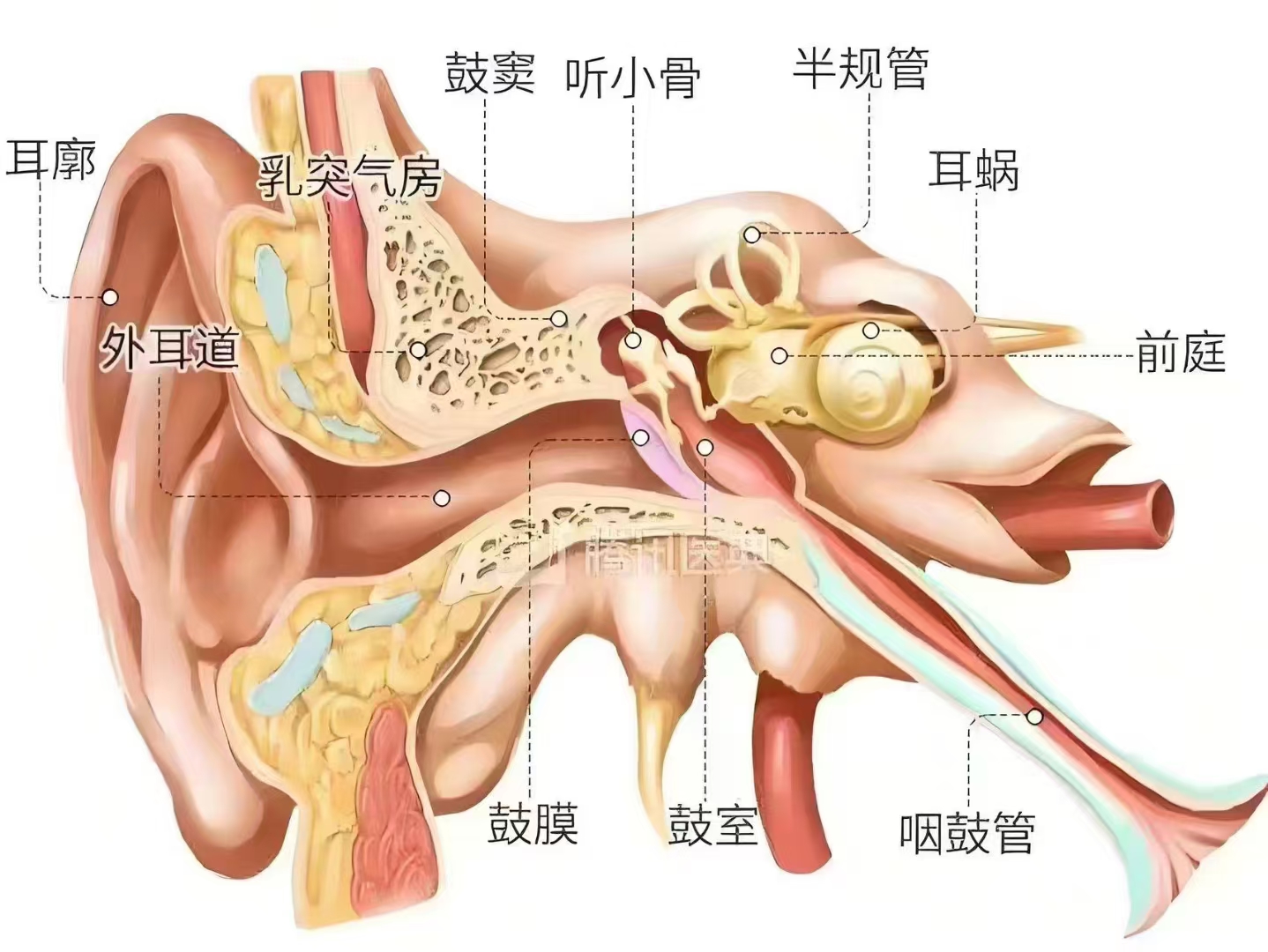 长期依靠一只耳朵聆听,会有哪些影响?
