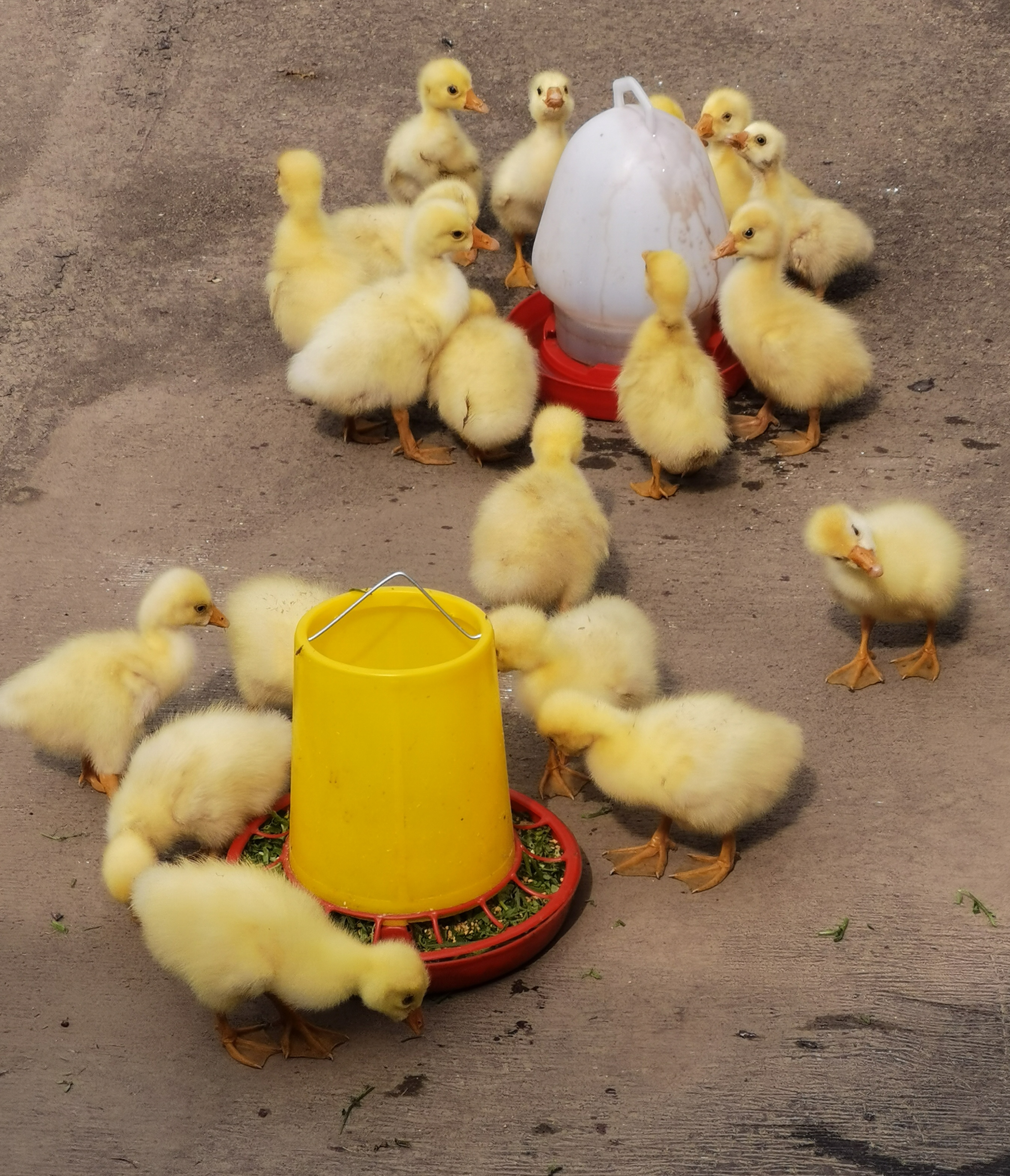 看!他们或食或饮,仿佛在进行一场别开生面的聚会