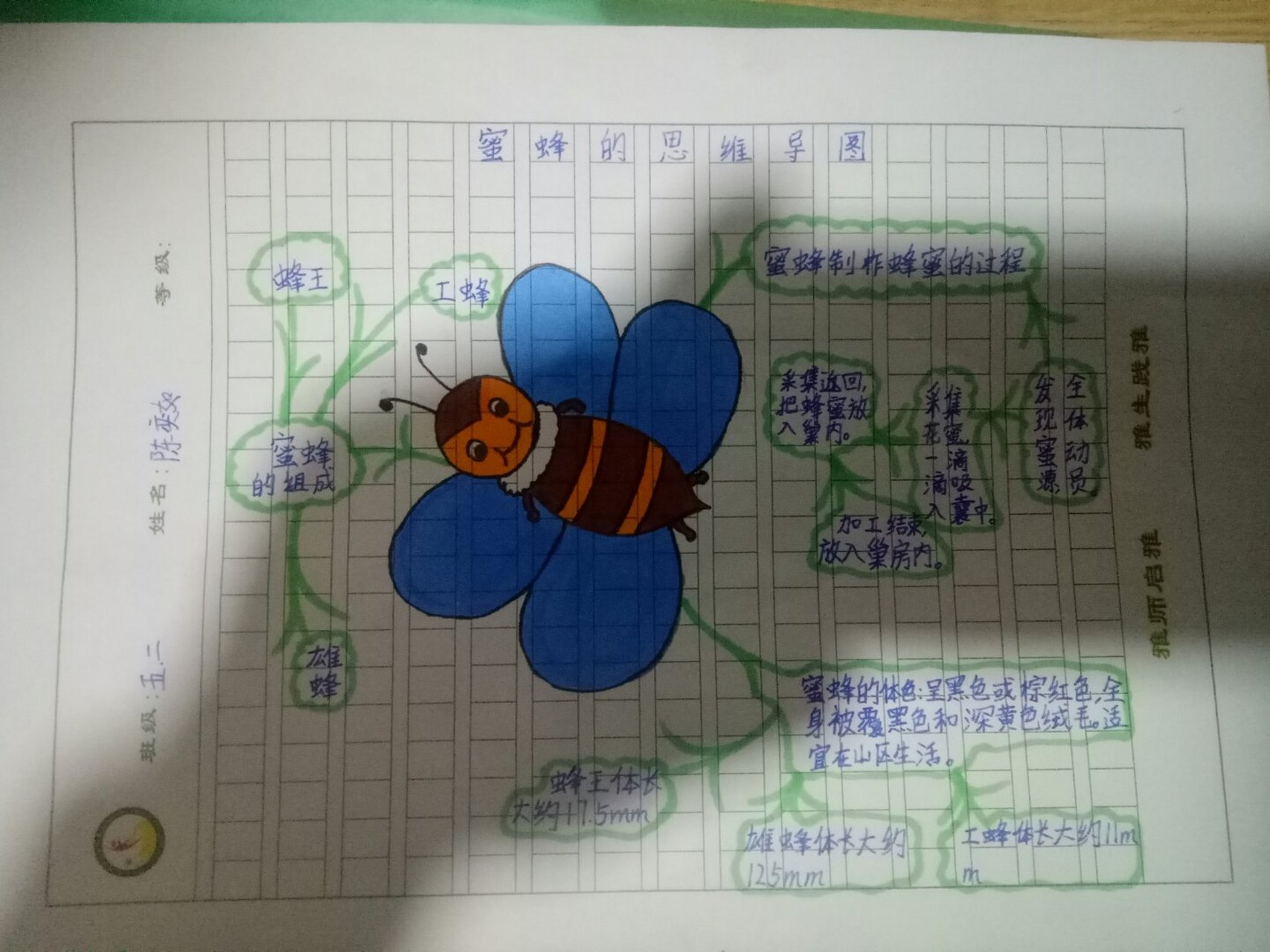 蜜蜂的思维导图.