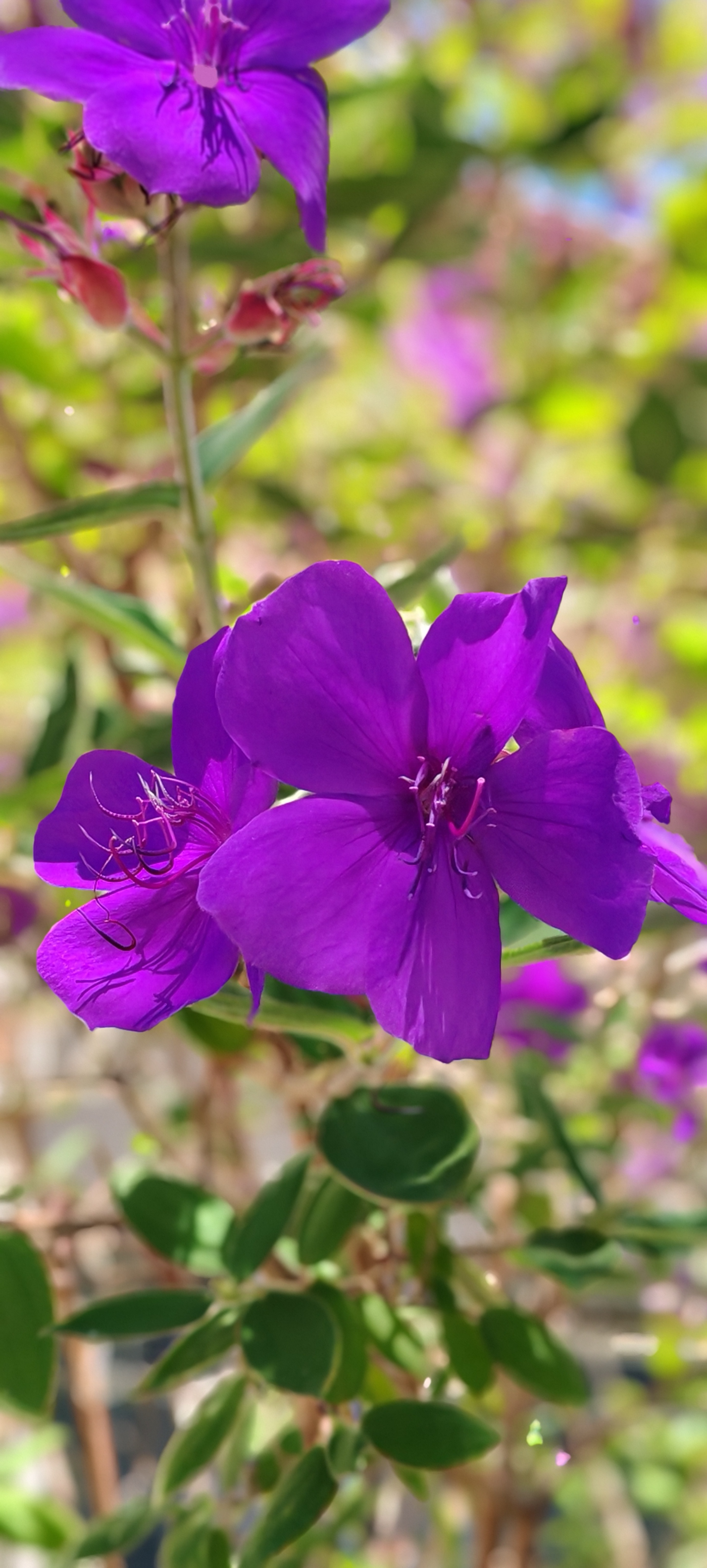 紫色系列屏保图