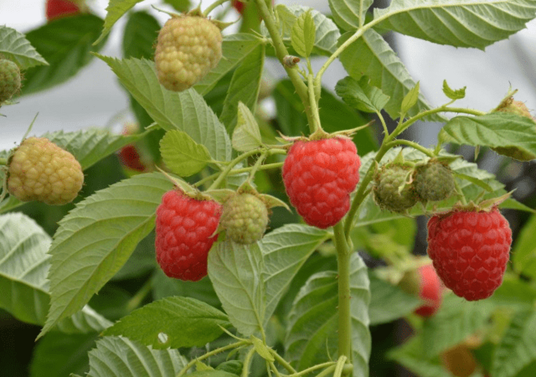 山里野果子# 南方山里的野果子