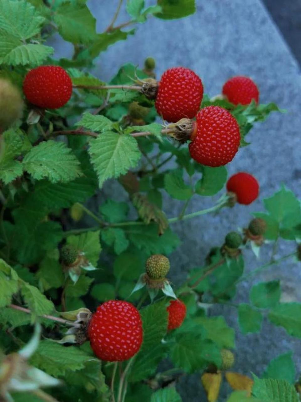 山里野果子# 南方山里的野果子