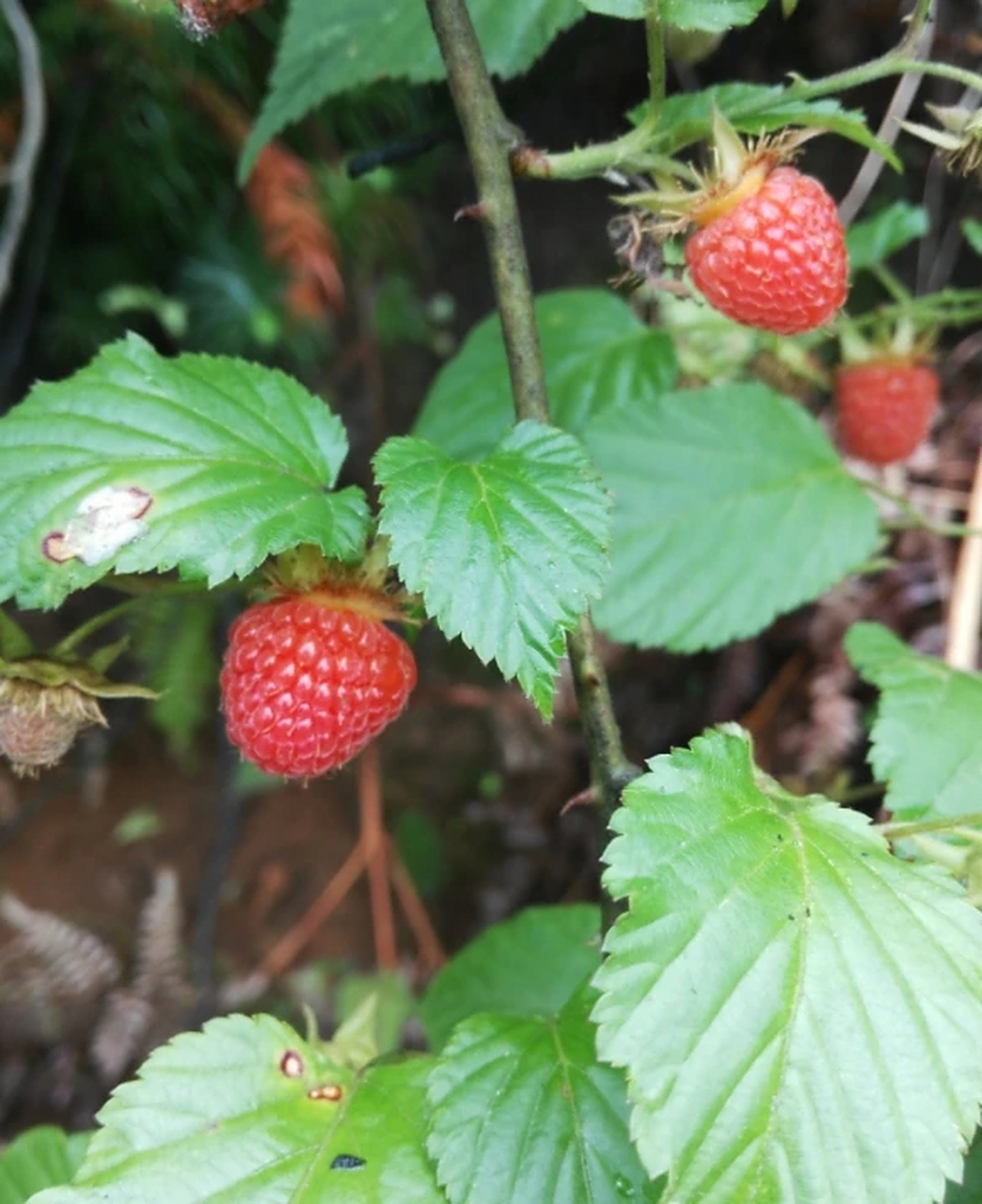 山里野果子# 南方山里的野果子