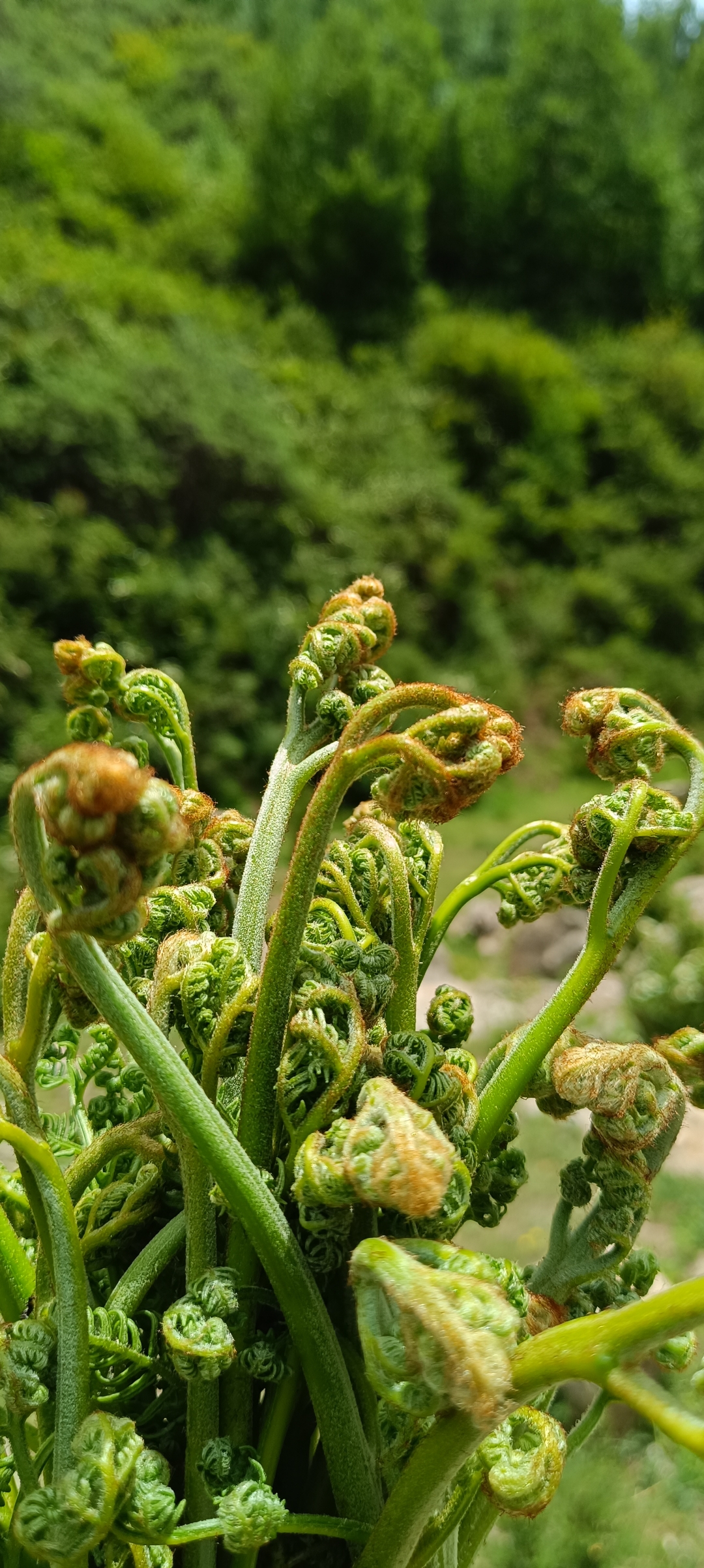 野生龙爪蕨菜