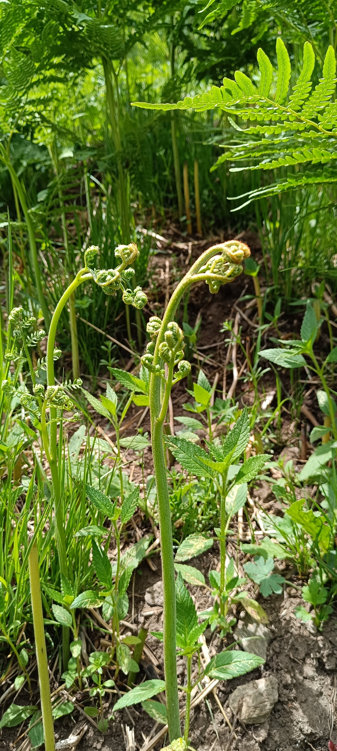 野生龙爪蕨菜