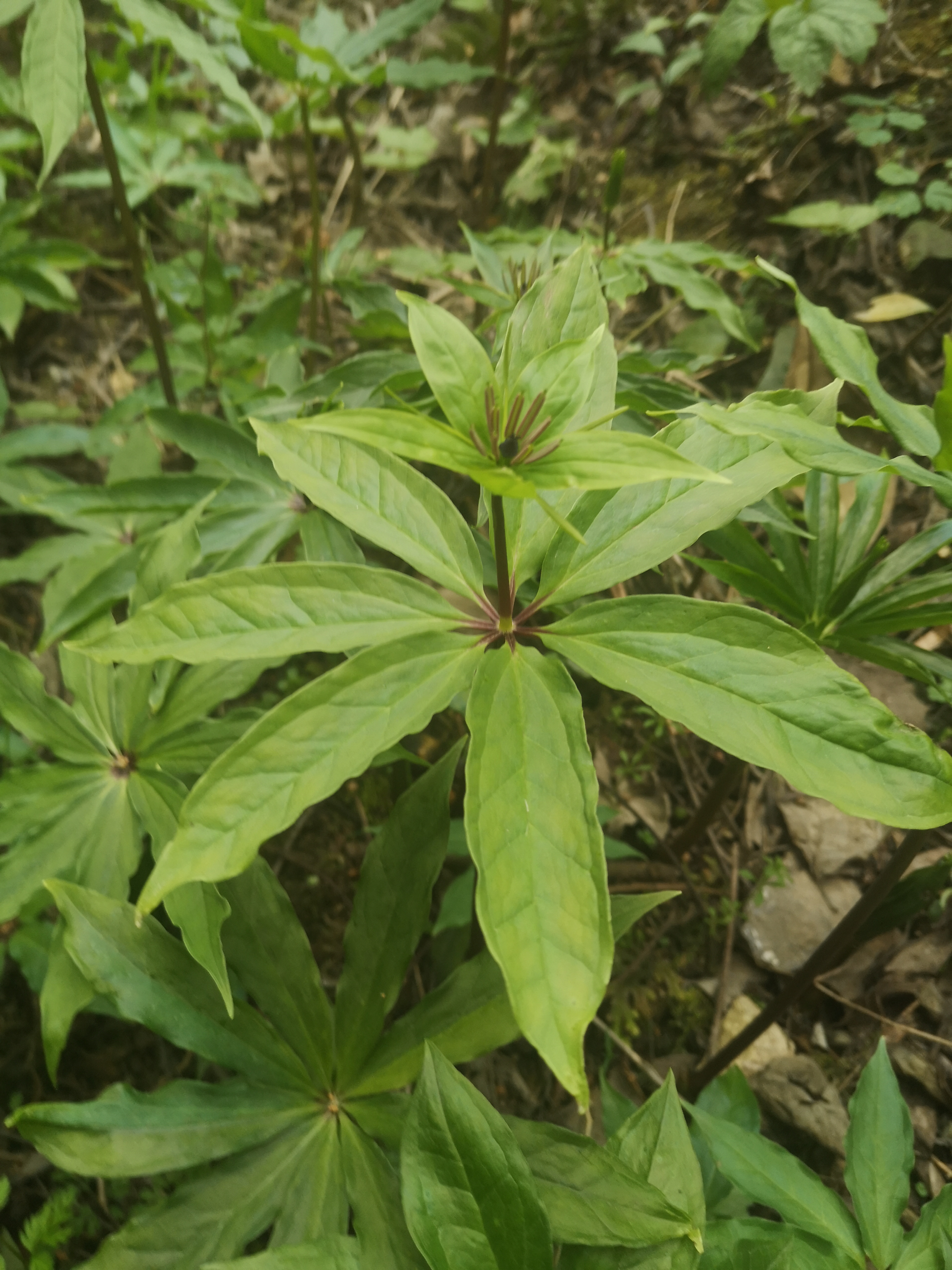 七叶一枝花,一定是七片叶子吗