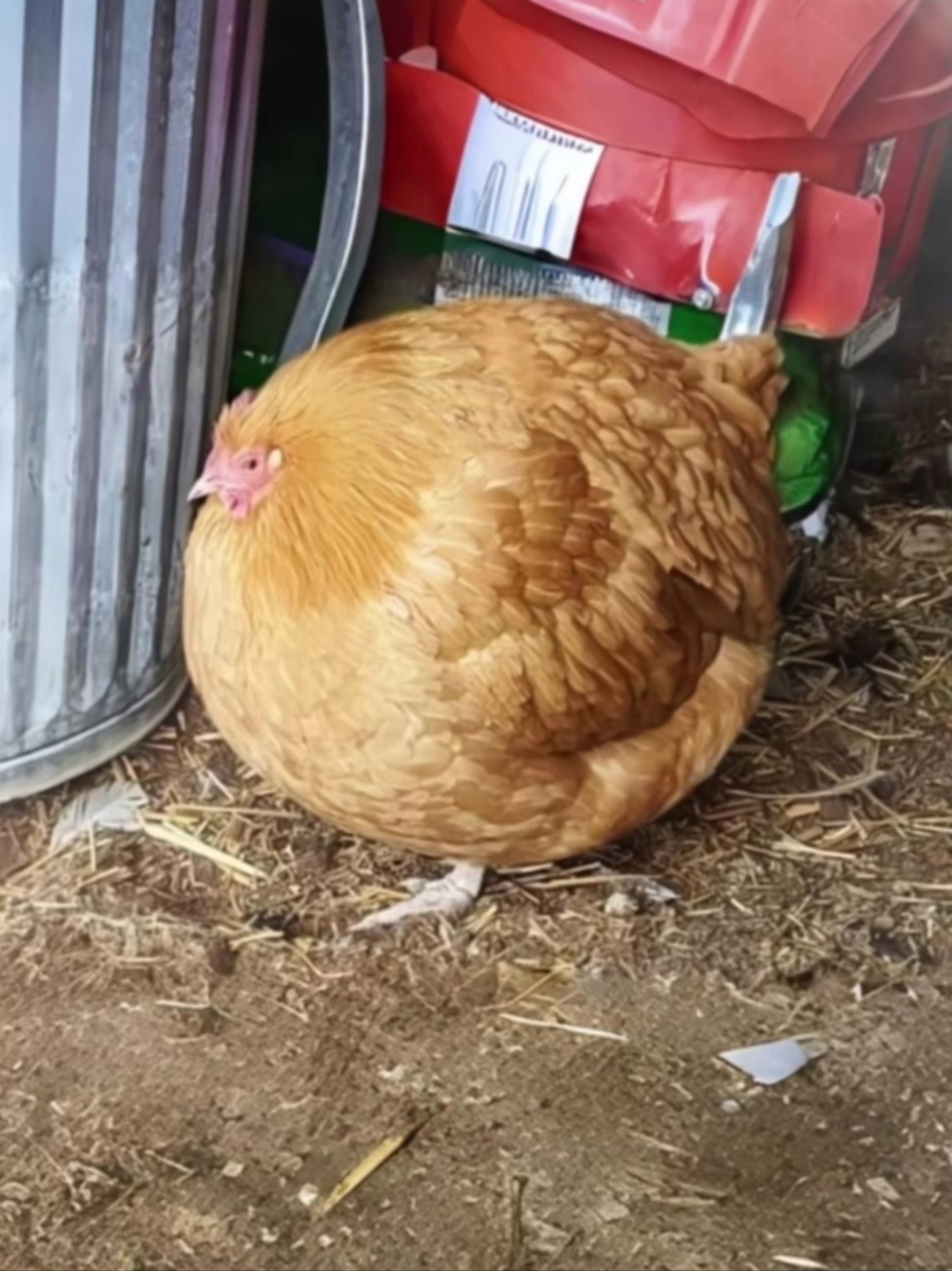 奶奶的家中,不仅是人的乐园,更是宠物们的天堂