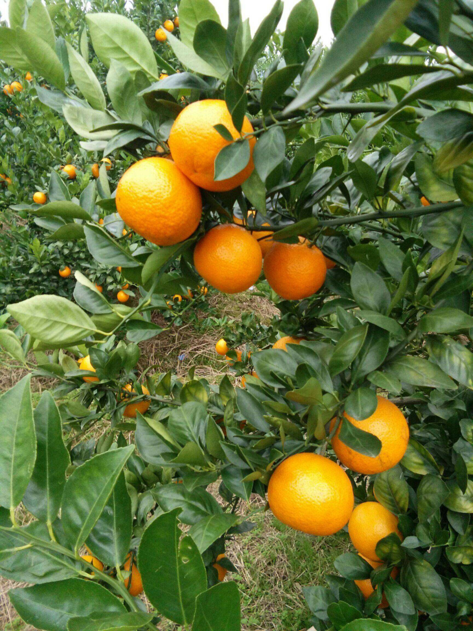 甜而可口非常好吃,人们称之为皇帝柑,贡柑!