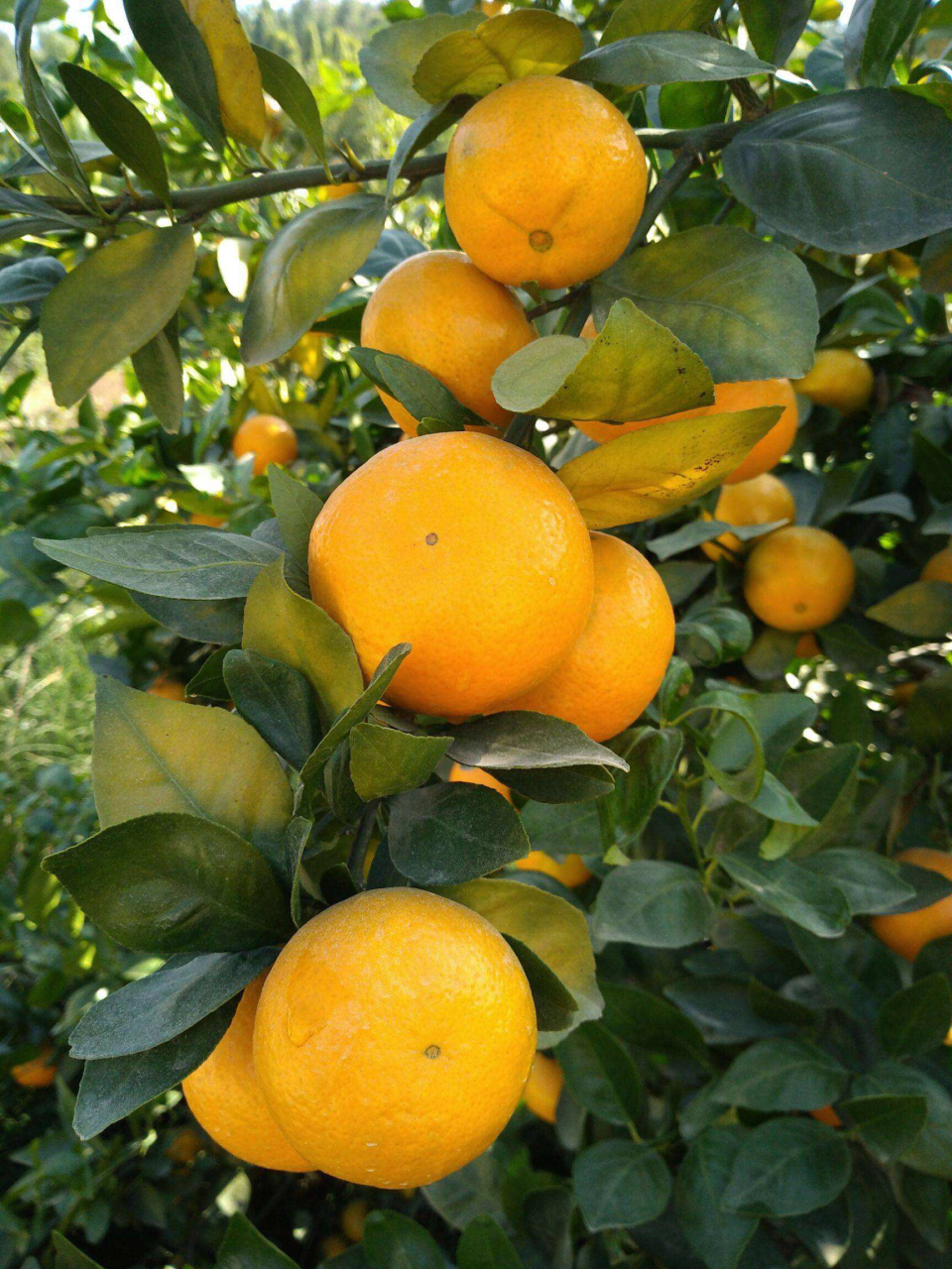 甜而可口非常好吃,人们称之为皇帝柑,贡柑!