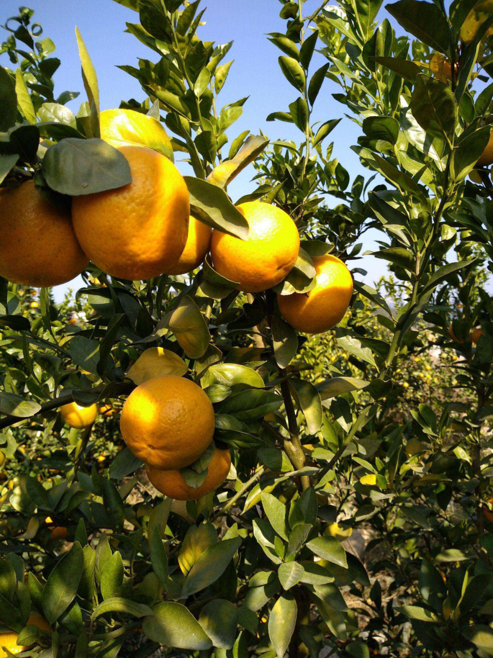 甜而可口非常好吃,人们称之为皇帝柑,贡柑!