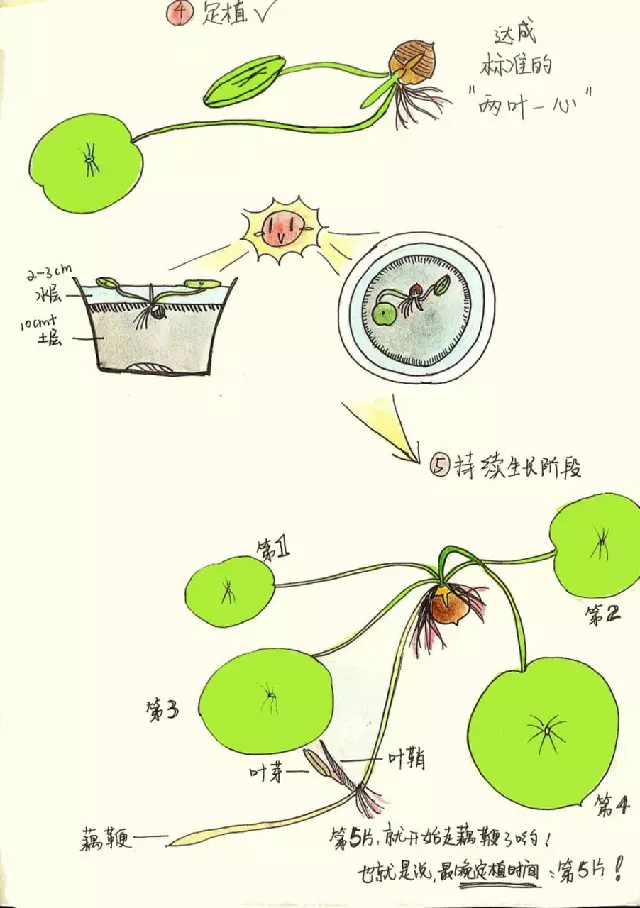 荷花种植方法图片