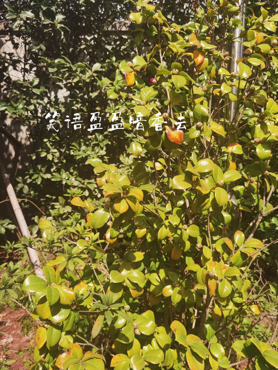 伏久者飞必高,开先者谢独早;知此,可以免蹭蹬之忧,可以消躁急之念.