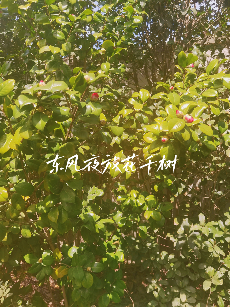 伏久者飞必高,开先者谢独早;知此,可以免蹭蹬之忧,可以消躁急之念.