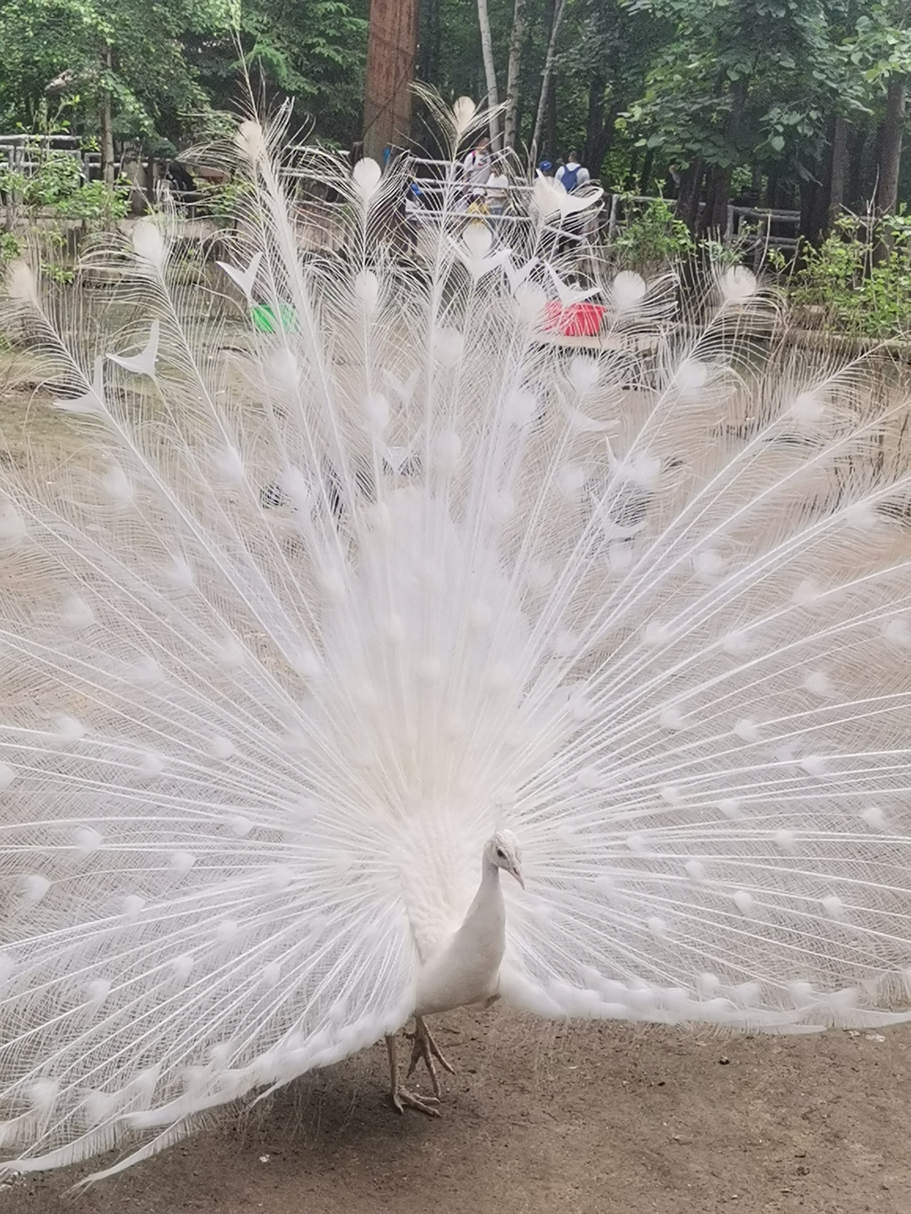 动物园的孔雀开屏了,最后一个是母孔雀,前两个是公孔雀,您们可以给我