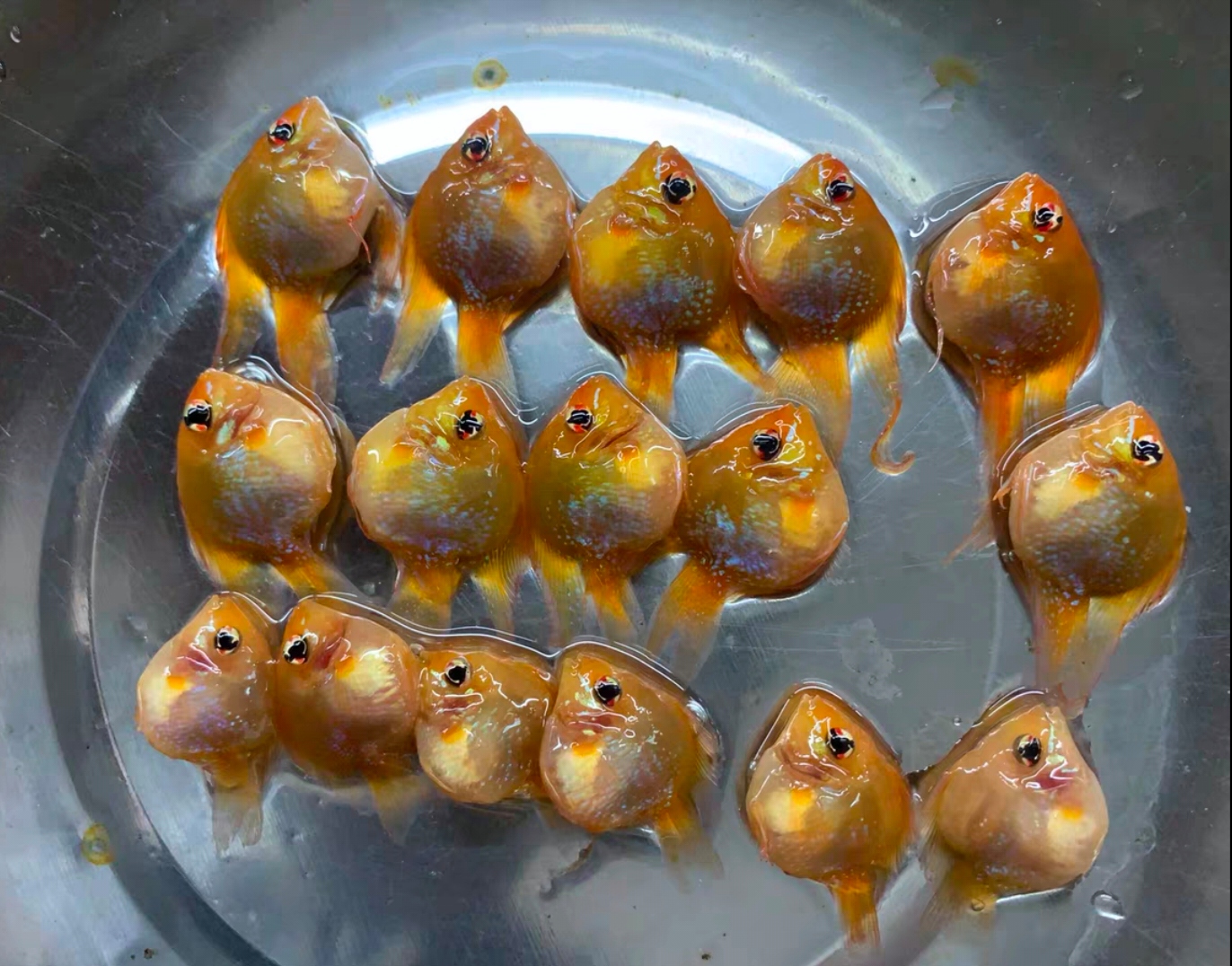 你们知道这是什么鱼吗?