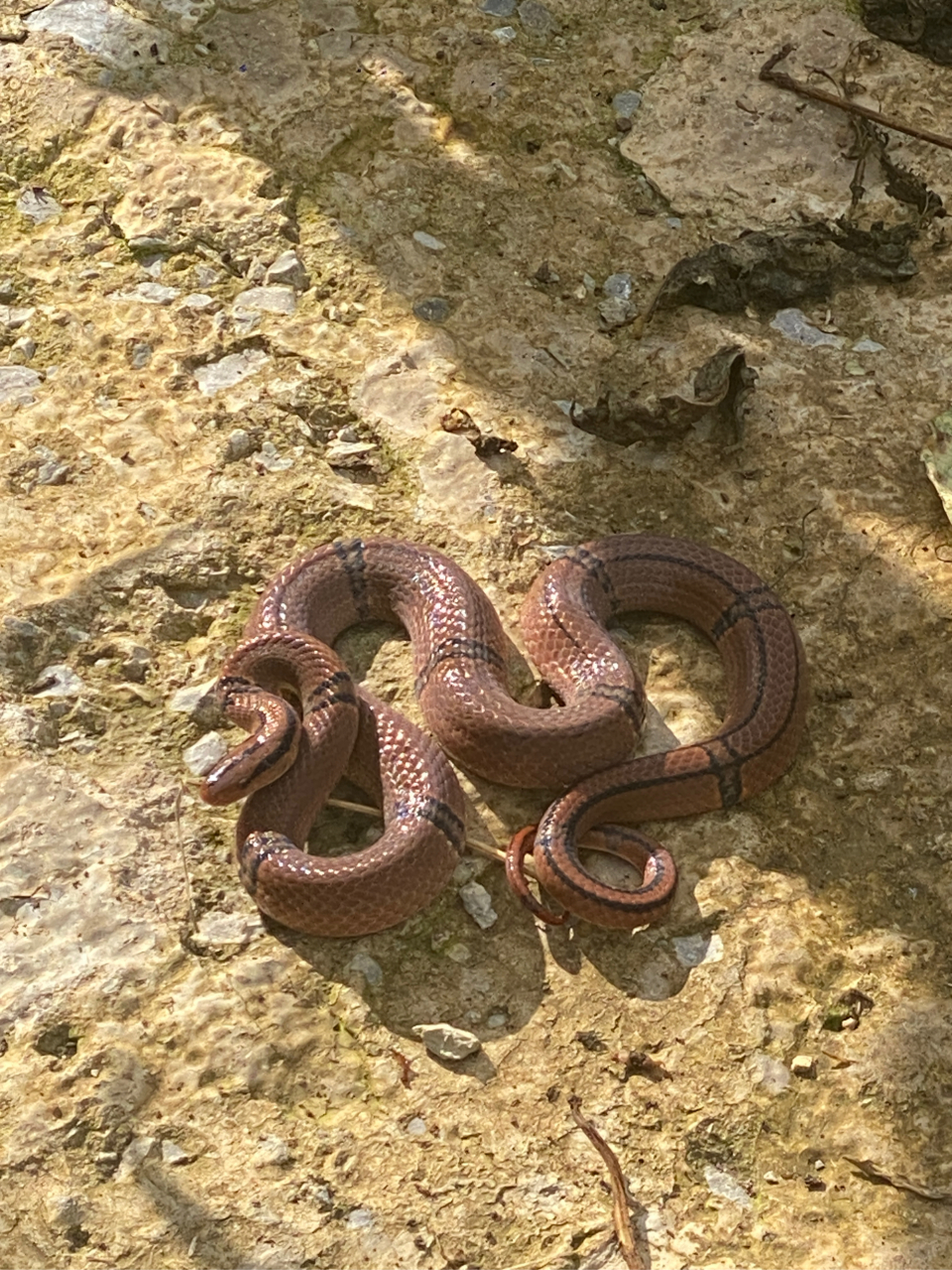 这个蛇叫什么蛇?有没有人知道啊?#农村生活