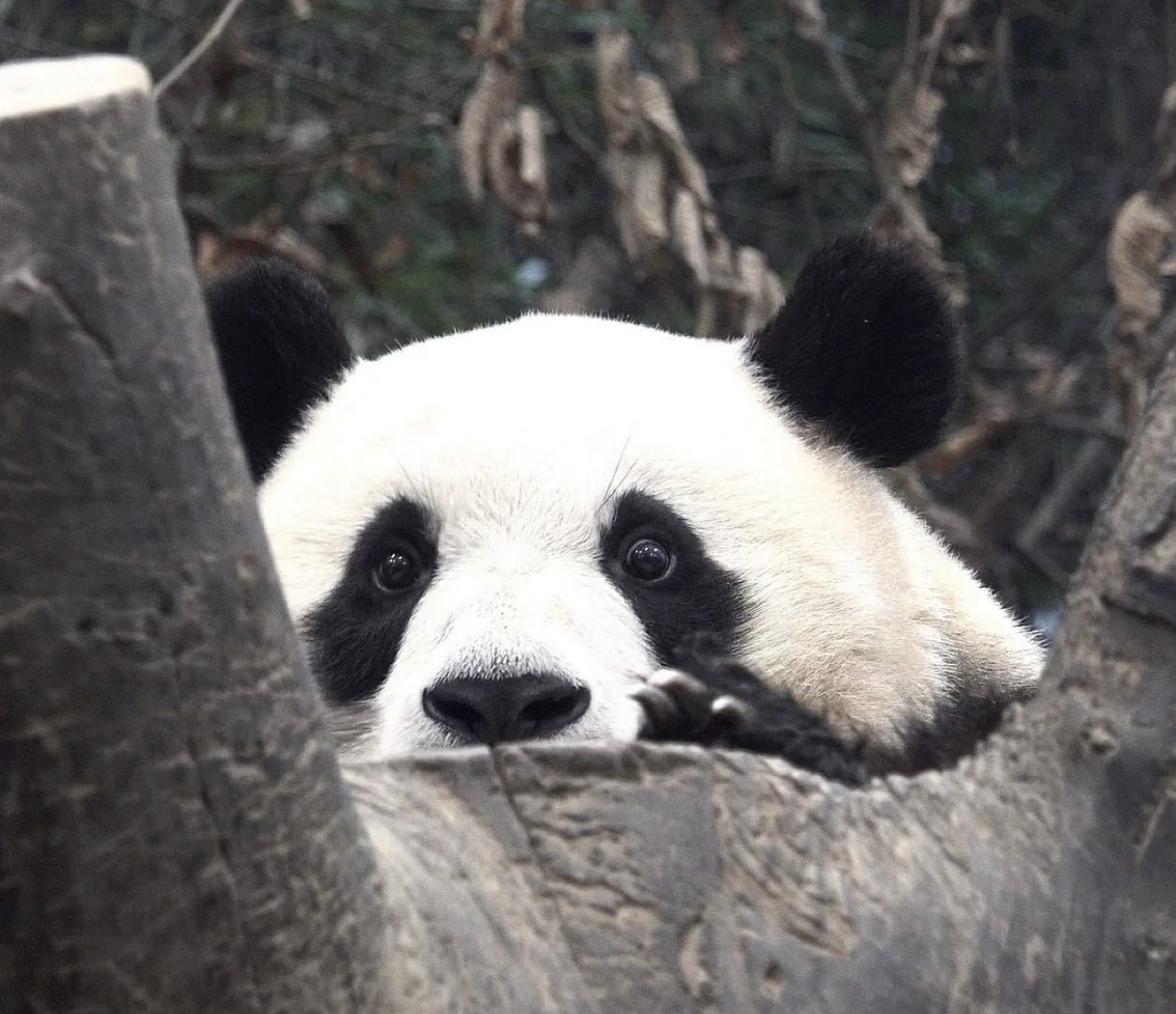 歪头表情包 熊猫图片