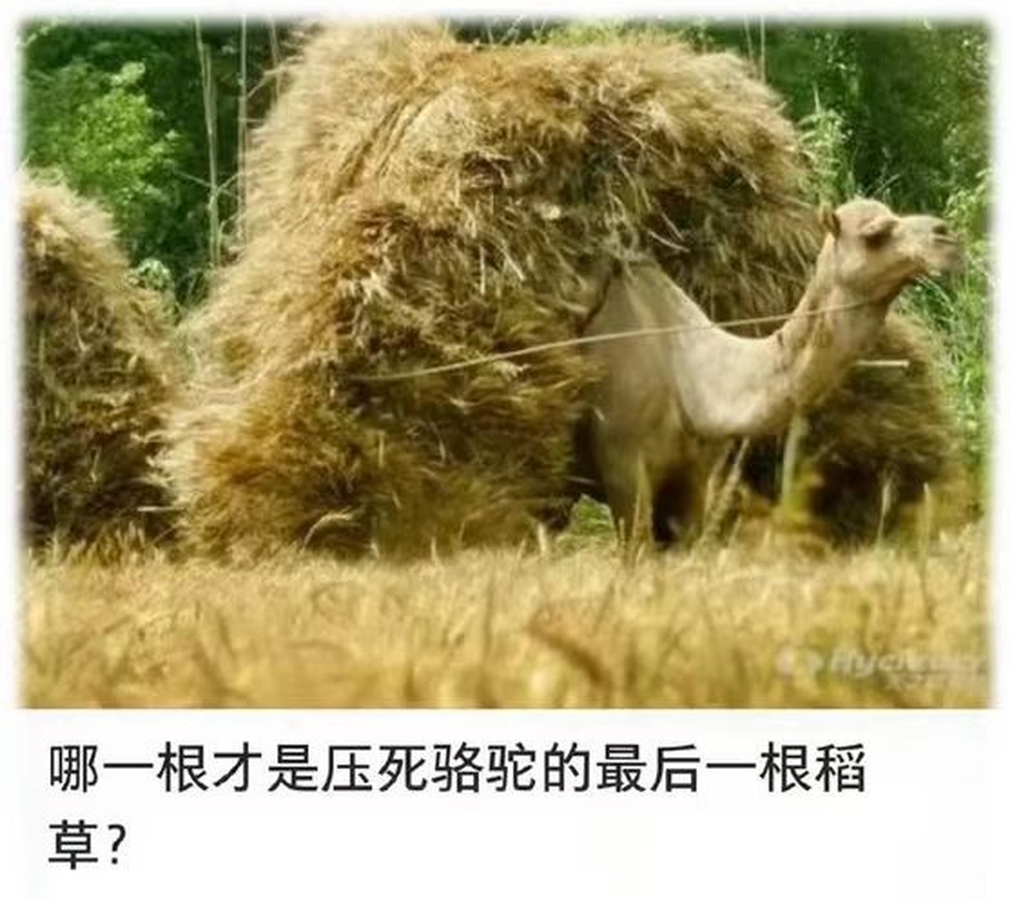 压死骆驼的,从来不是最后一根稻草,而是每一根稻草