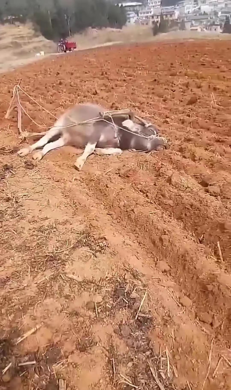 没有耕坏的地,只有累死的牛.