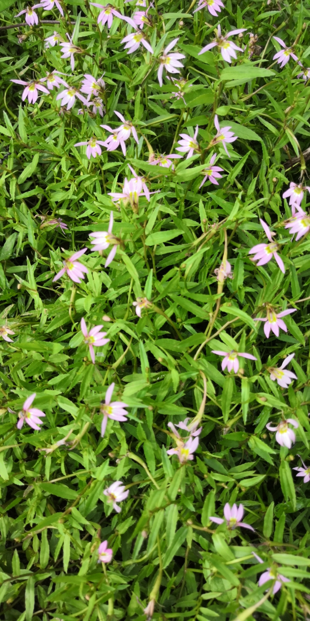 [半边莲]别名:瓜仁草,急解索,细米草.