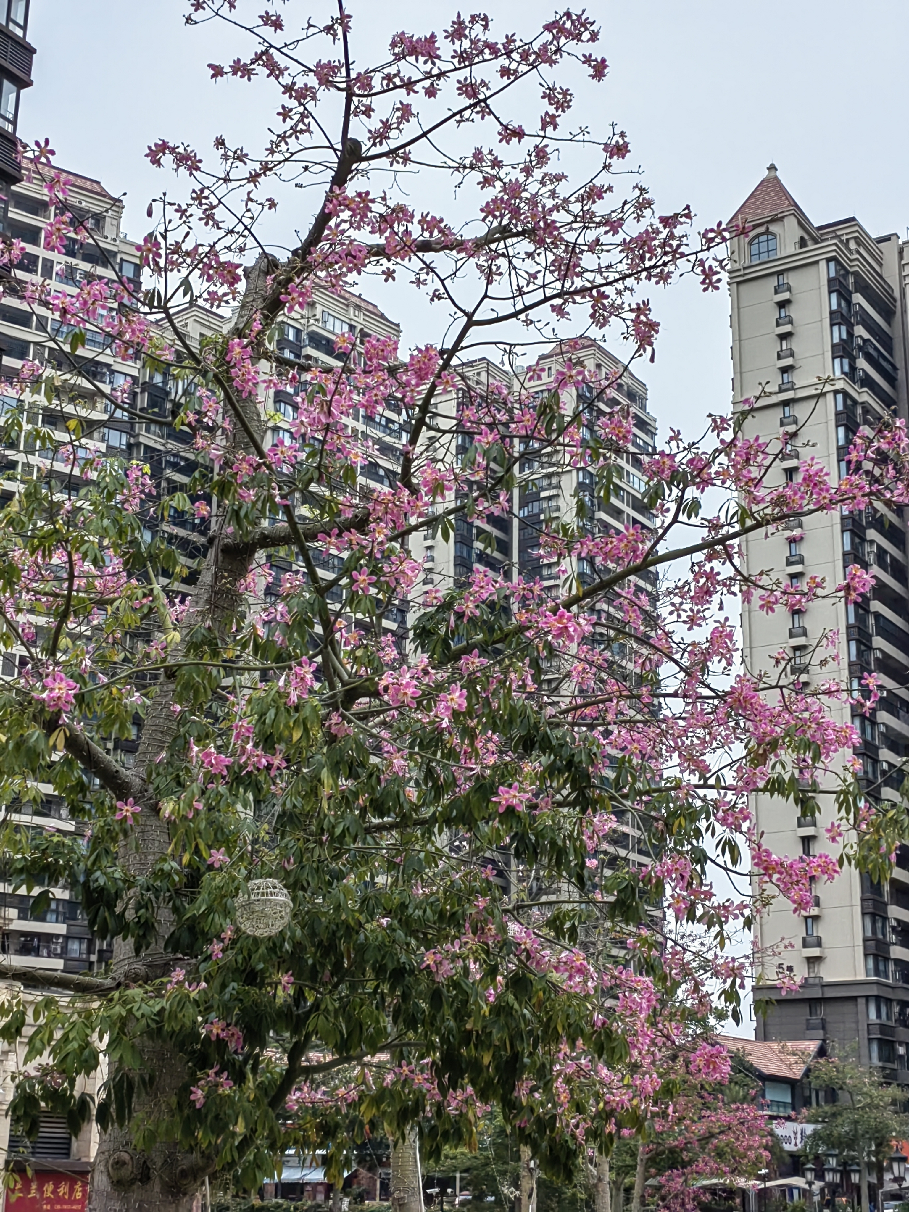 平潭市花图片