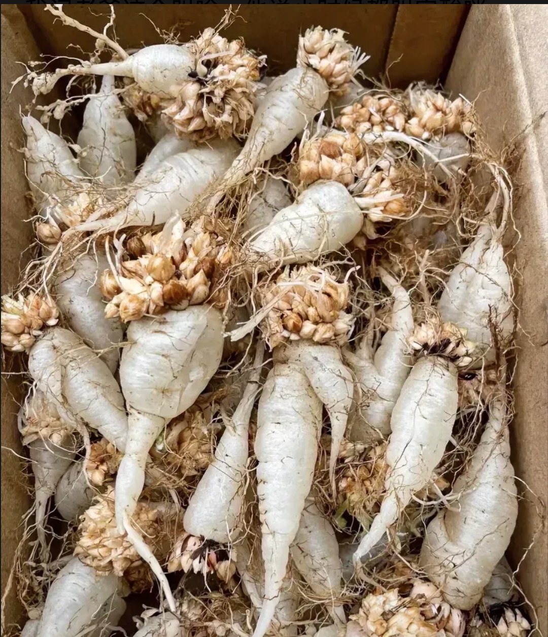 邻居爷爷送来一筐子发芽的萝卜说是他自己挖的我以为是他舍不得吃放
