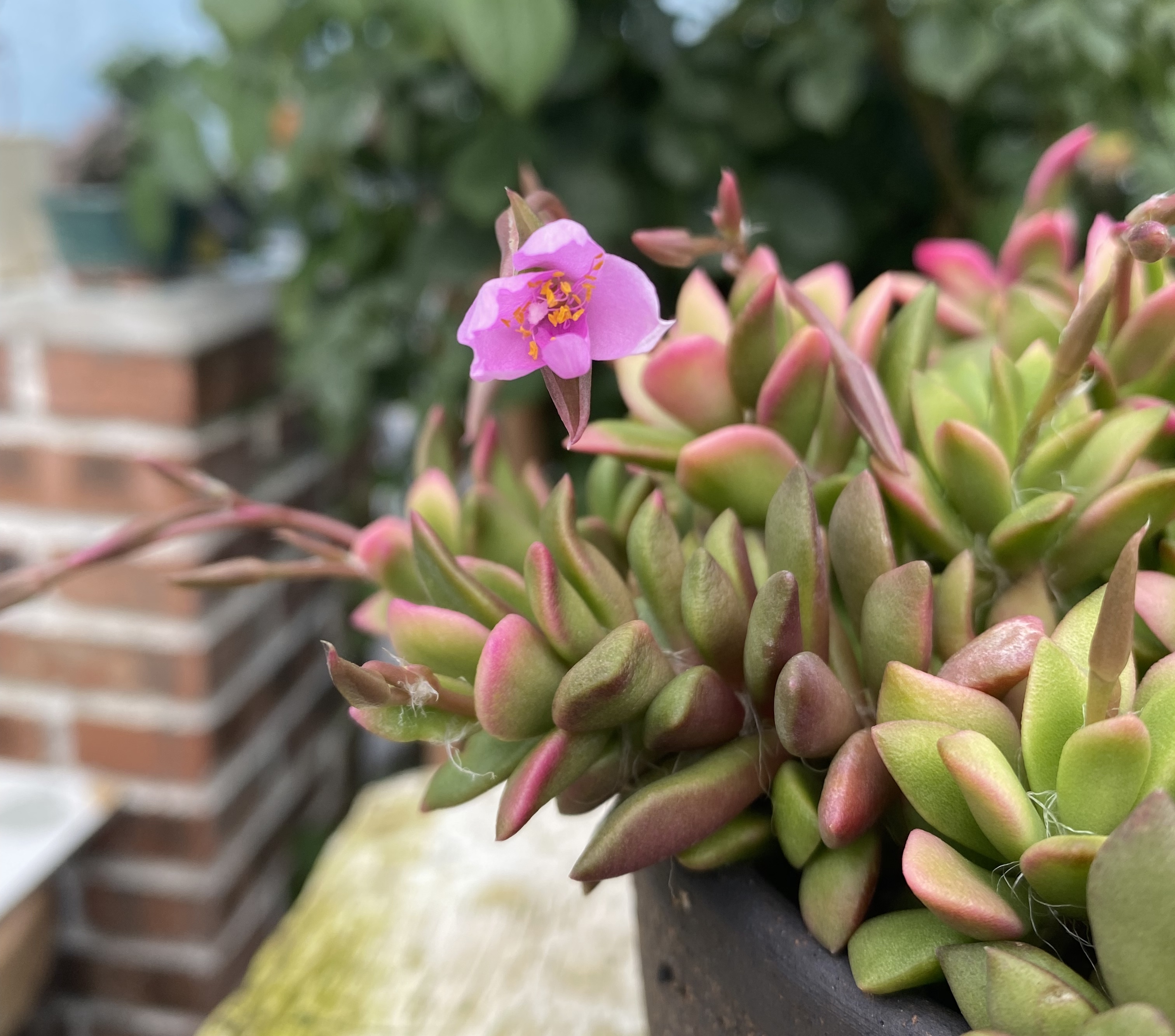 酷暑已过,秋风习习,正是可人天. 吹雪之松锦开花了.