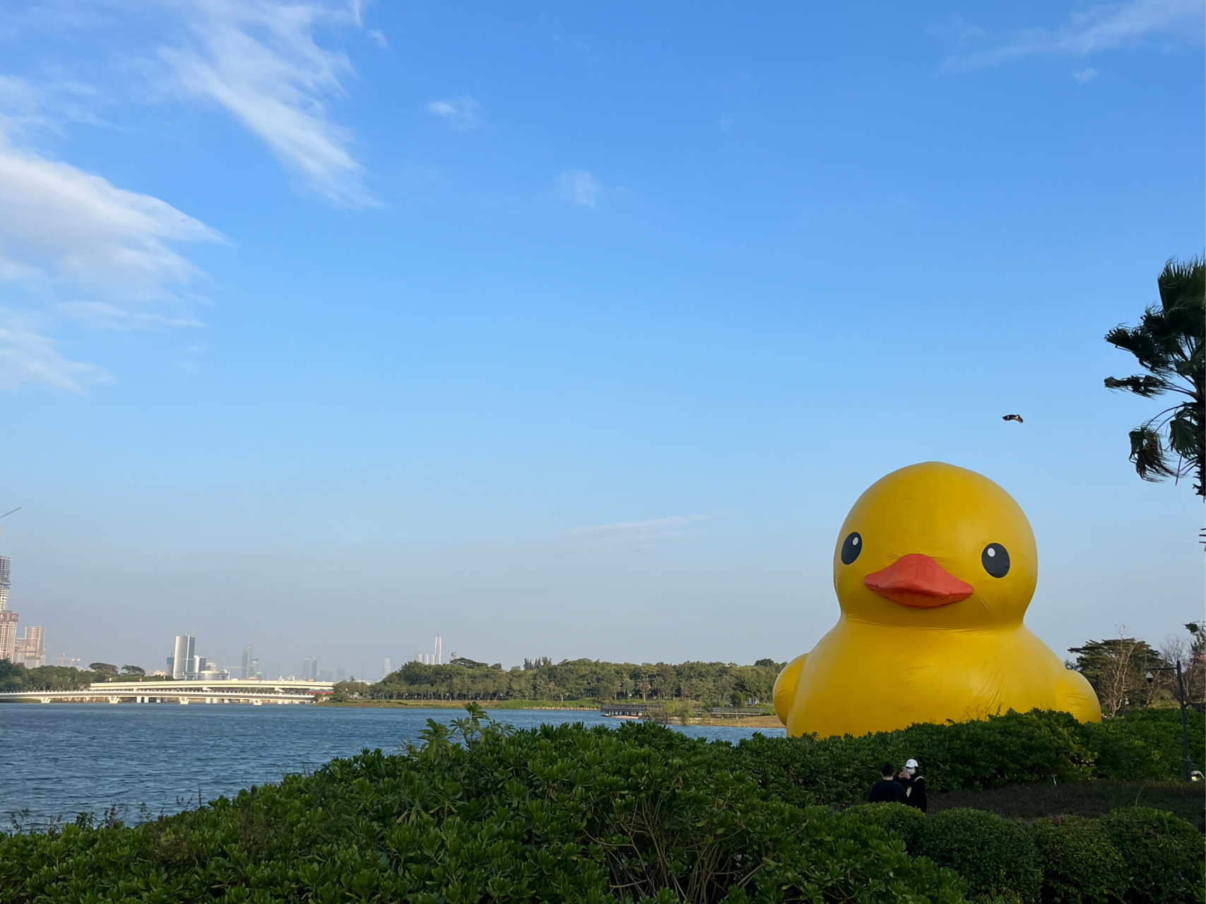 暗恋大黄鸭图片